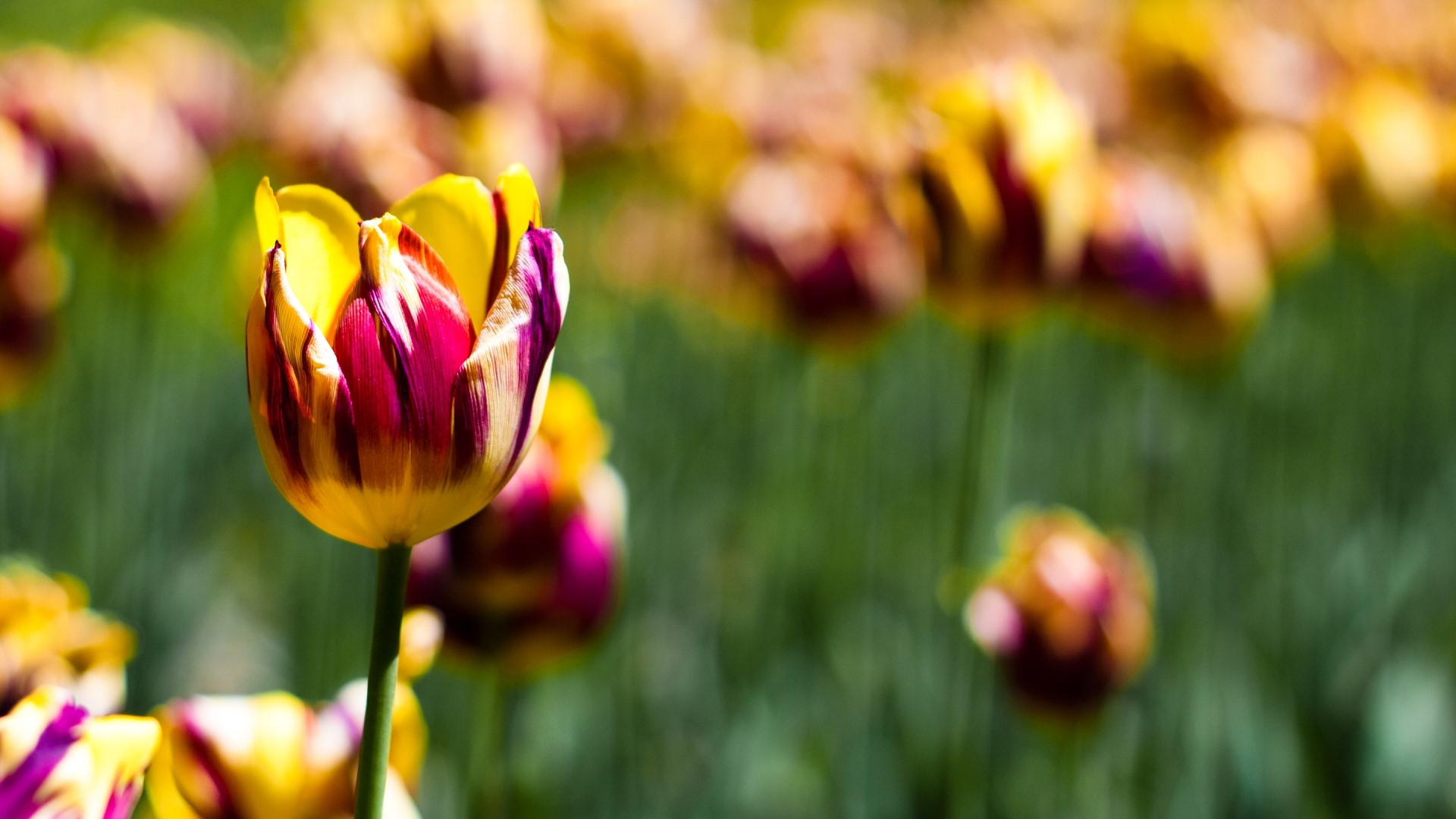 Striped Tulips in a Garden HD Wallpaper