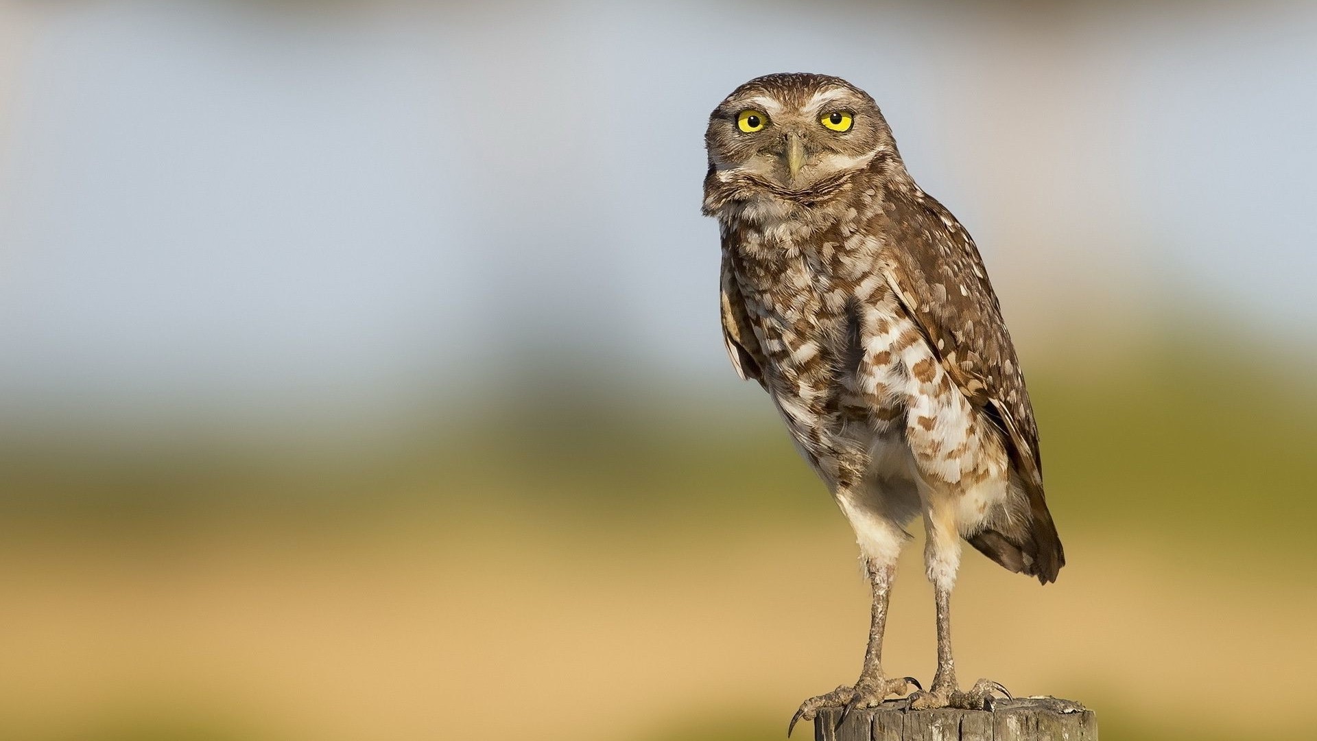 Burrowing Owl perched on a wooden post HD Wallpaper