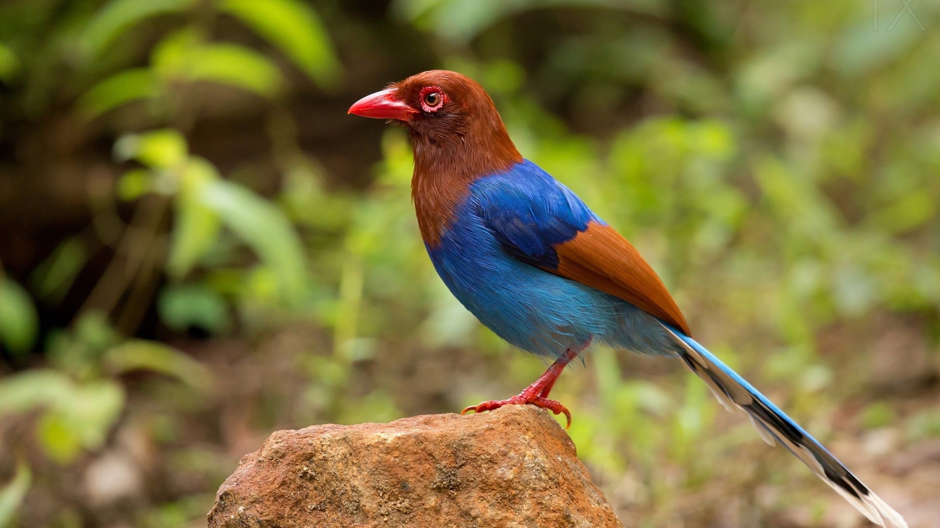 Brown-headed Blue Magpie perched on a rock HD Wallpaper