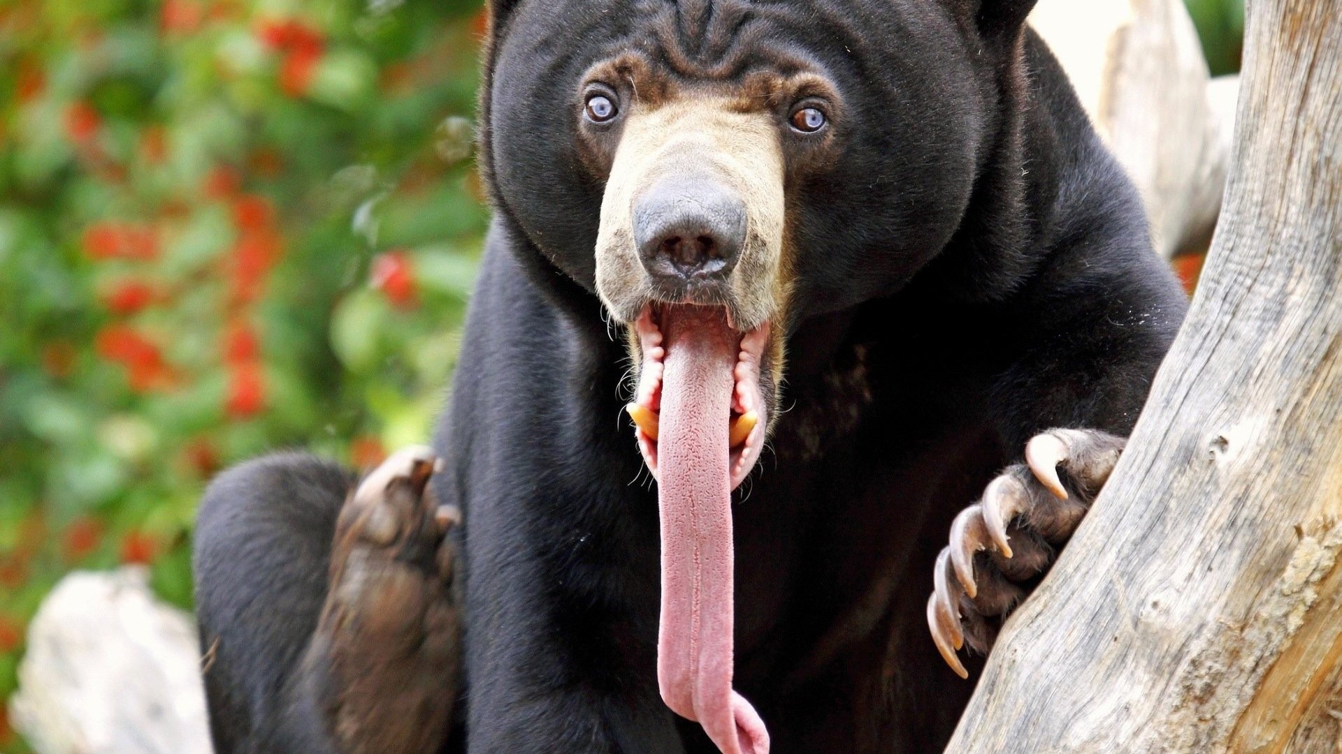 Sun Bear with Long Tongue Extended HD Wallpaper