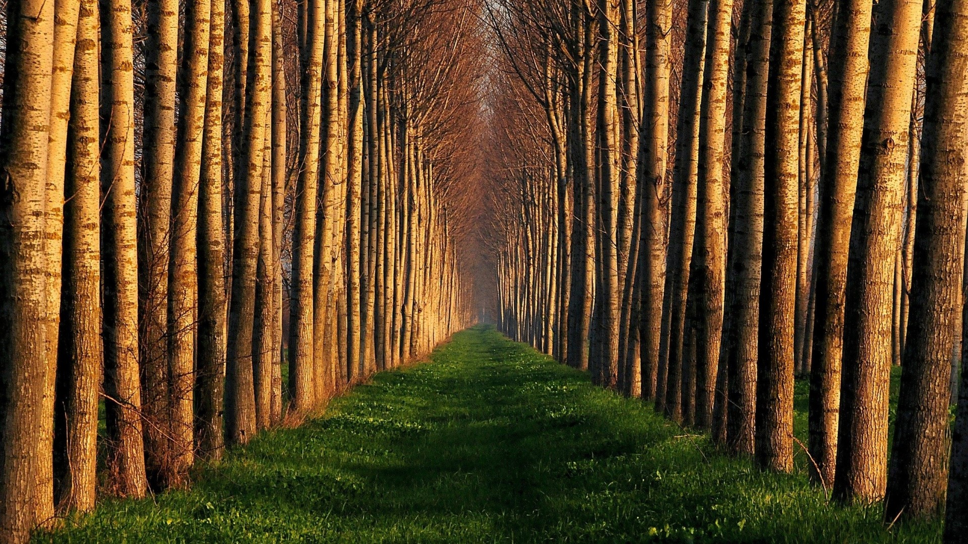 Avenue of trees with a grassy path HD Wallpaper