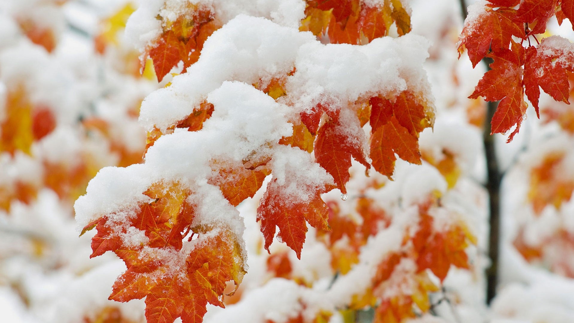 Autumn Leaves Covered in Early Snow HD Wallpaper