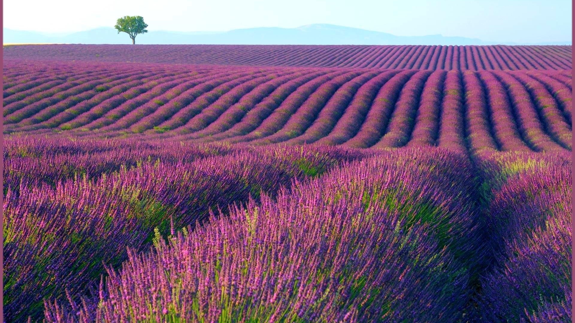 Lavender Field with a Lone Tree HD Wallpaper