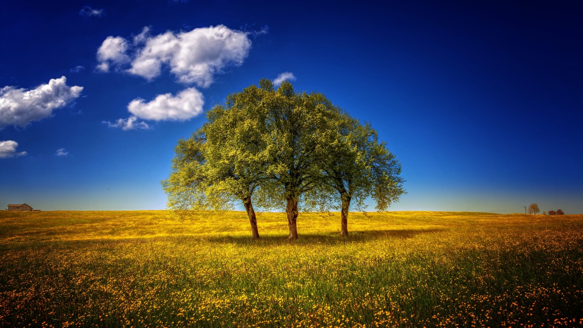 Three trees in a yellow flower field under a blue sky HD Wallpaper