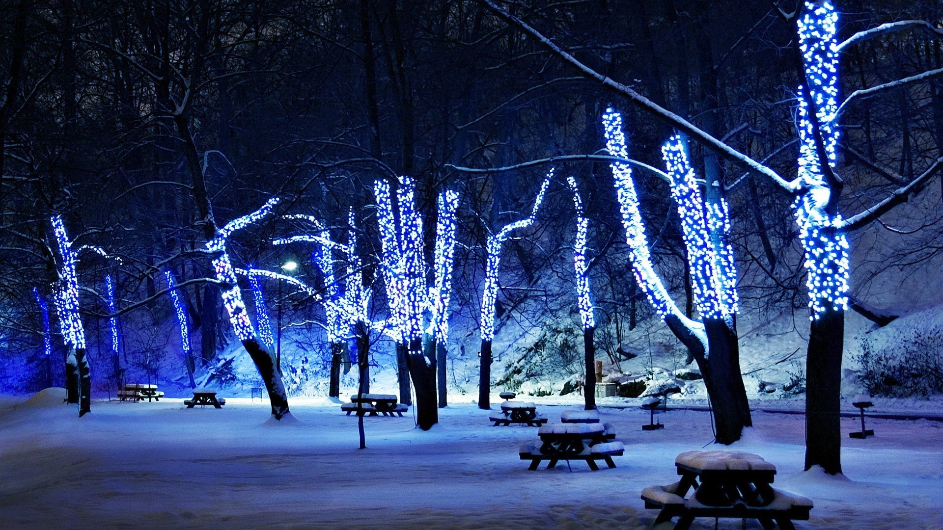 Winter park with trees decorated with blue lights HD Wallpaper