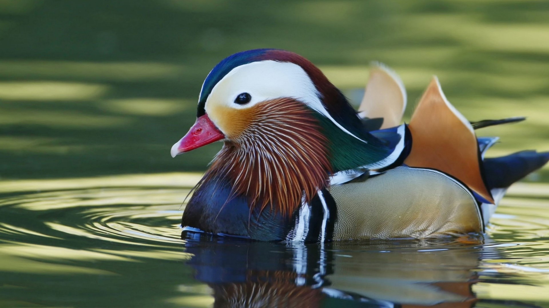 Mandarin Duck swimming in water HD Wallpaper
