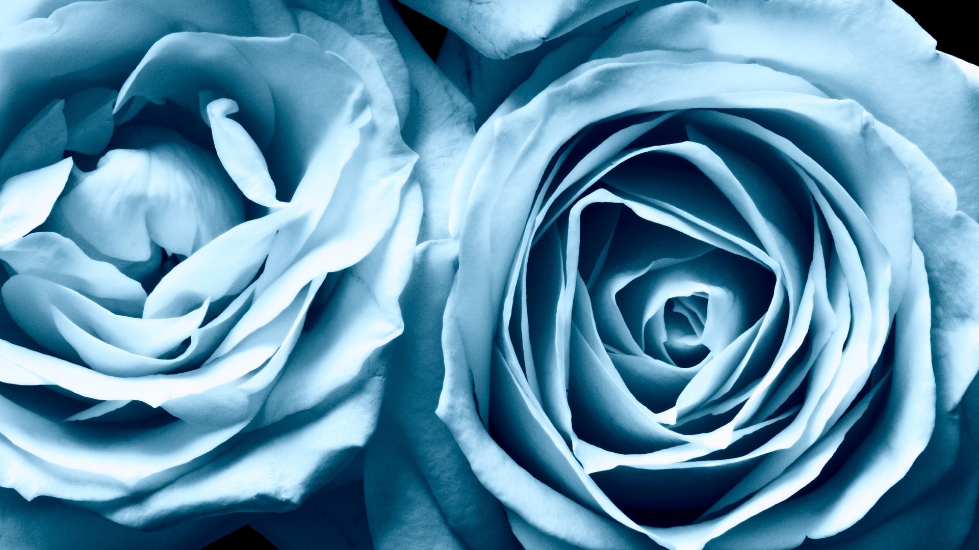 Close-up of two blue roses HD Wallpaper