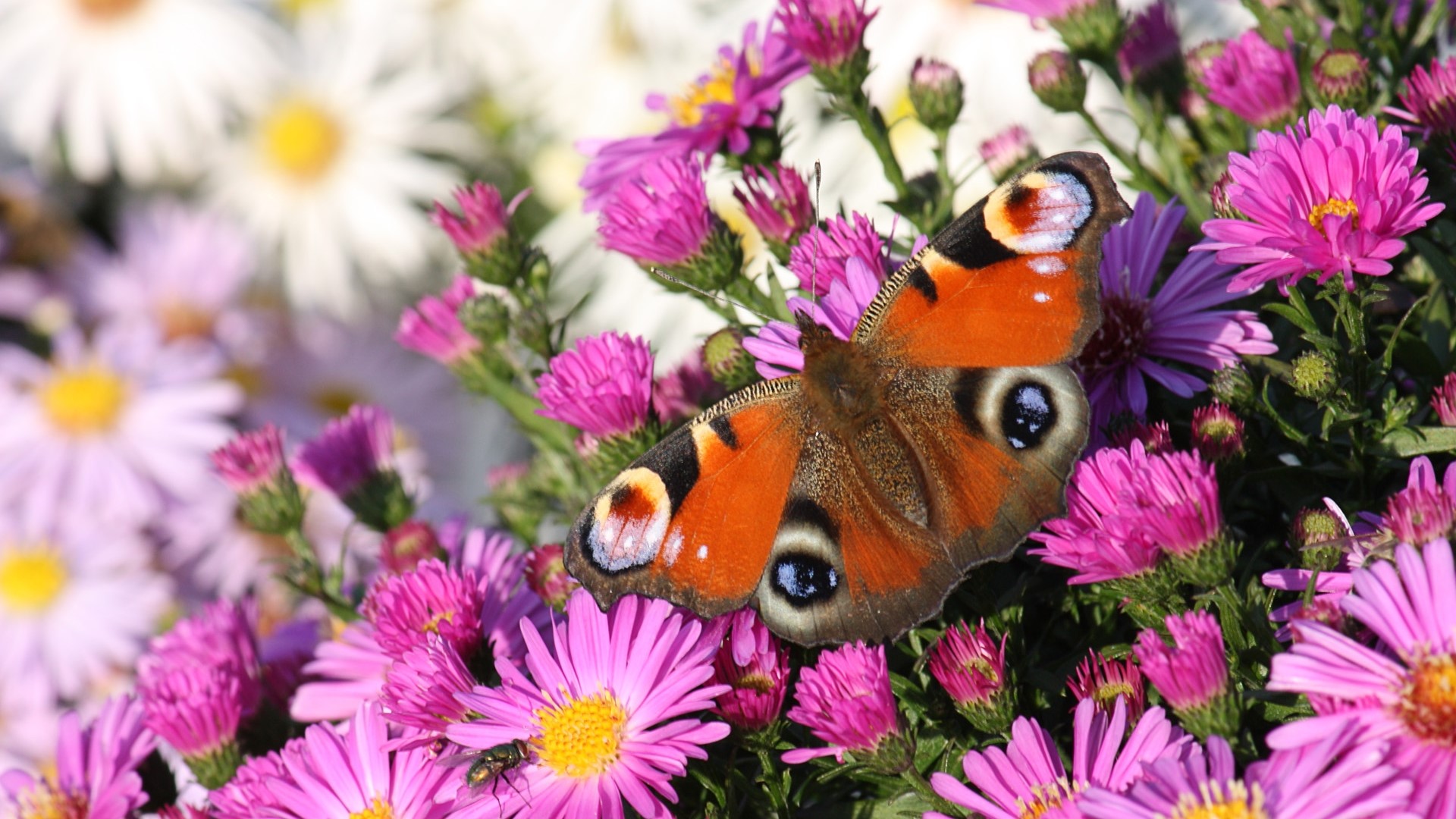 Peacock Butterfly on Pink Asters HD Wallpaper