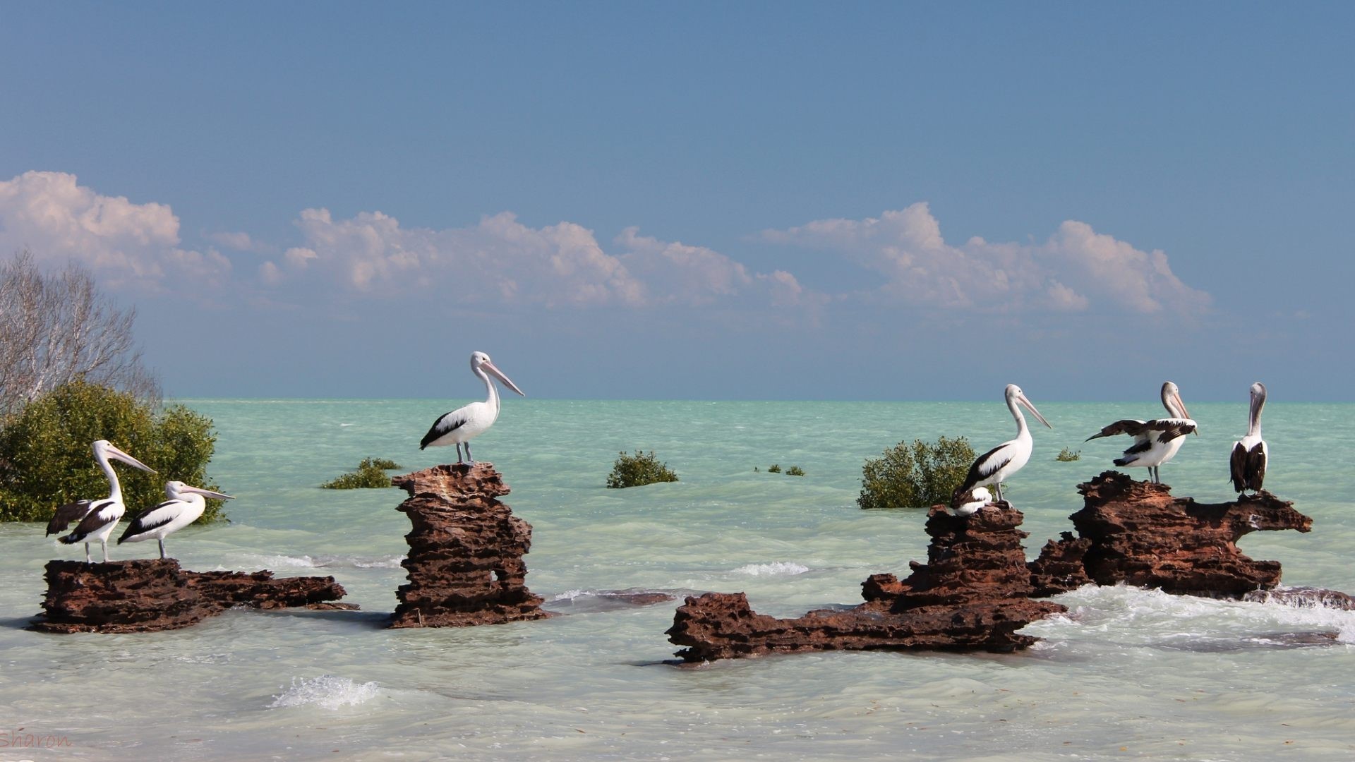 Pelicans perched on rocks in the ocean HD Wallpaper