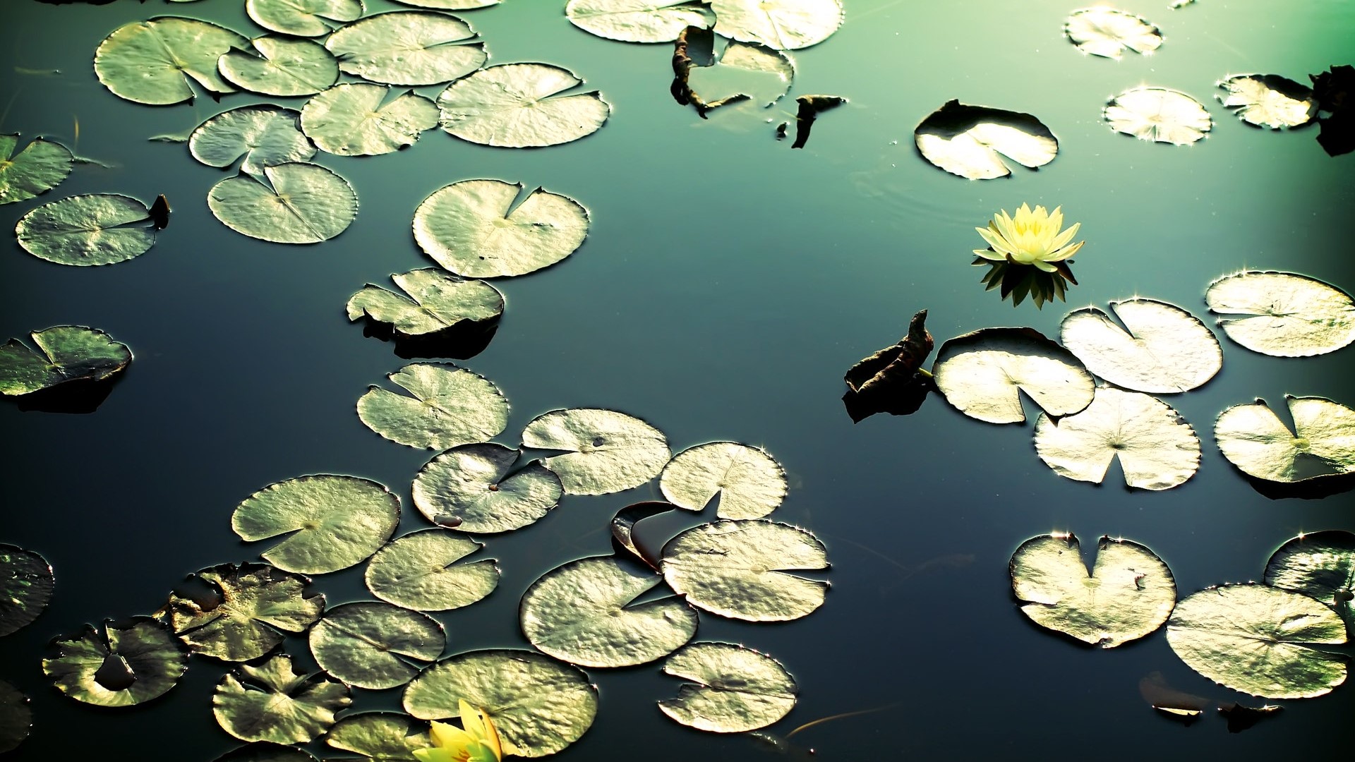 Lily pads and a yellow water lily on dark water HD Wallpaper