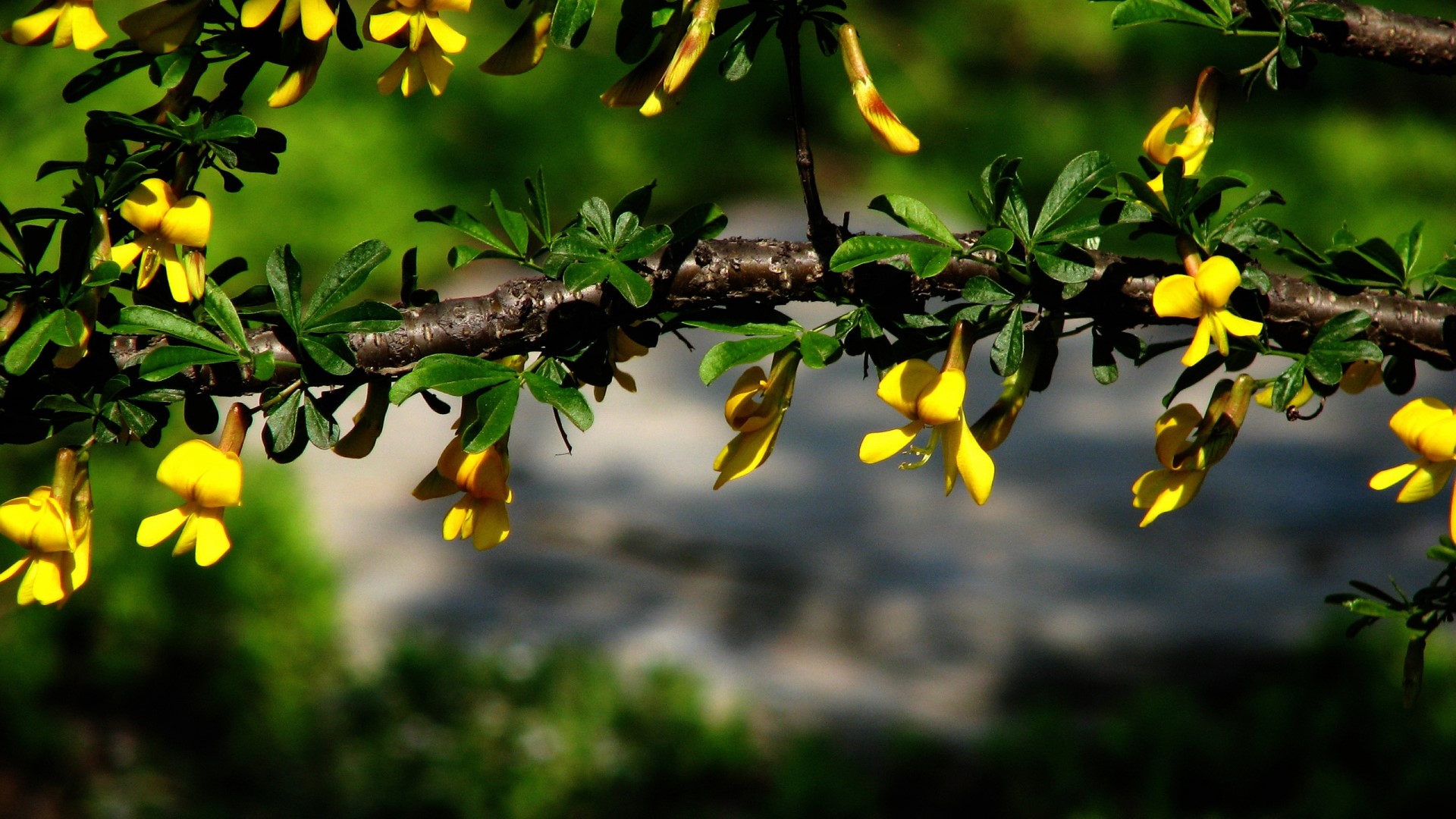 Yellow flowers on a tree branch HD Wallpaper