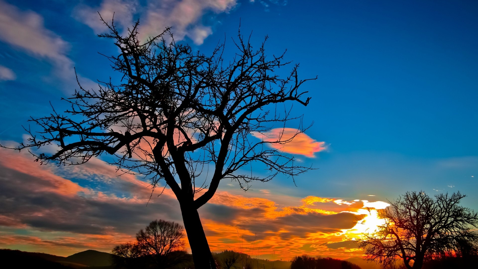 Silhouette of a tree against a sunset sky HD Wallpaper