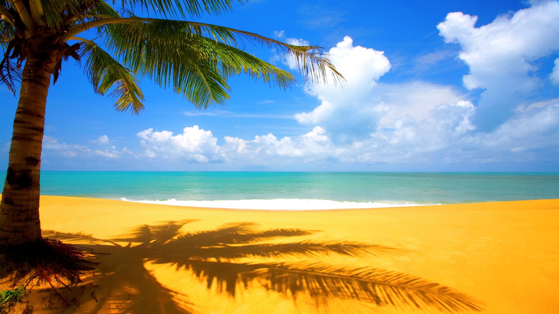 Palm tree on a tropical beach with ocean and sky HD Wallpaper