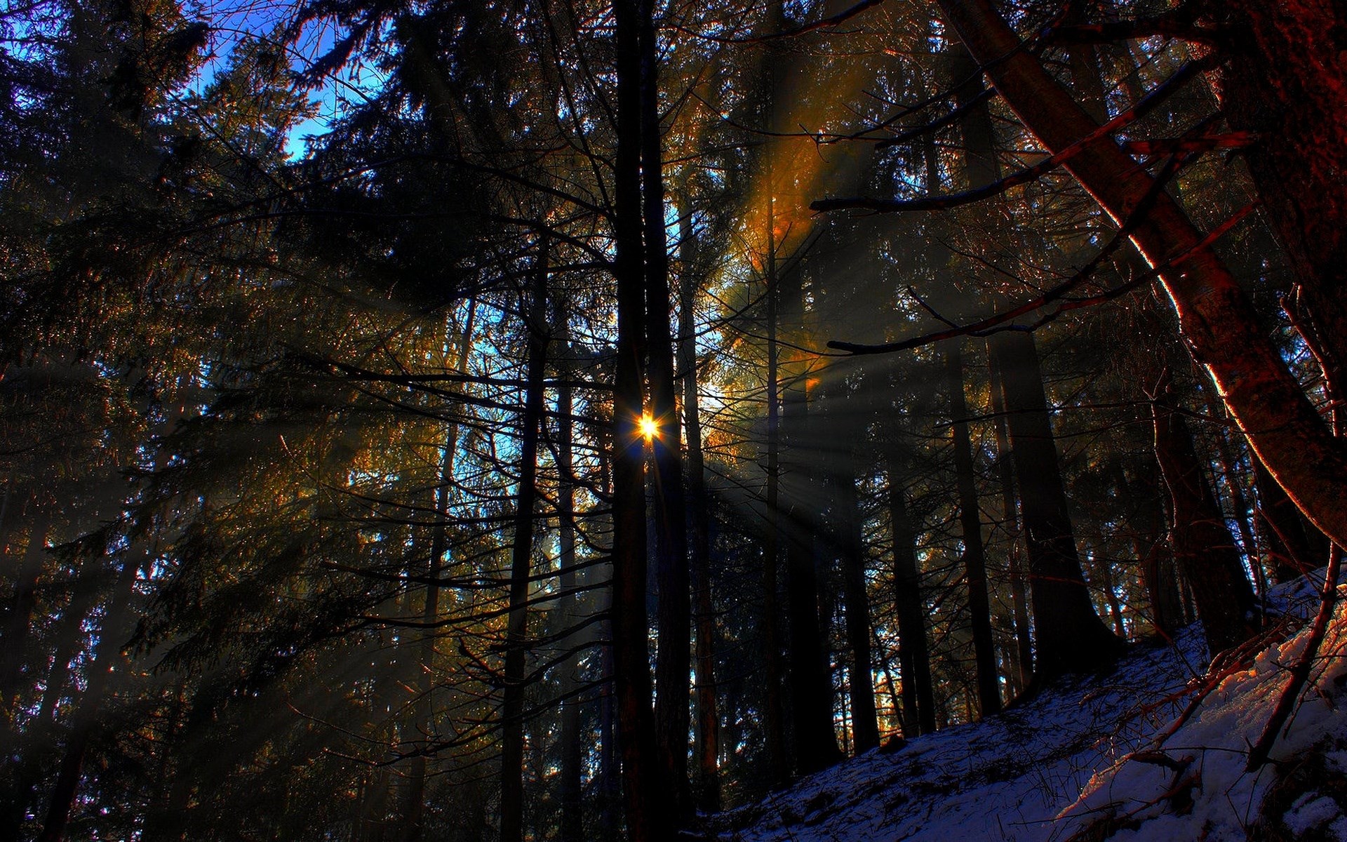 Sunbeams through a dark forest with snow HD Wallpaper