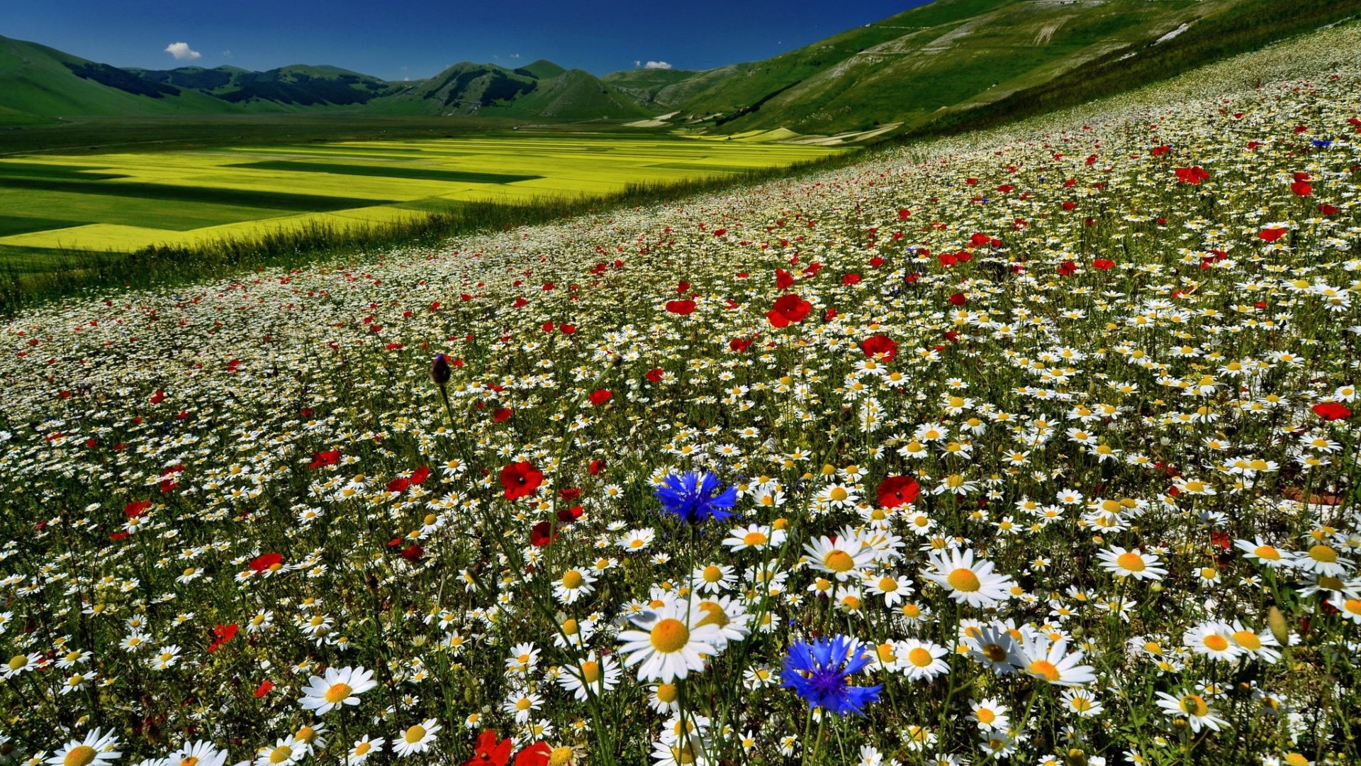 Field of white daisies and poppies with yellow fields and green hills HD Wallpaper