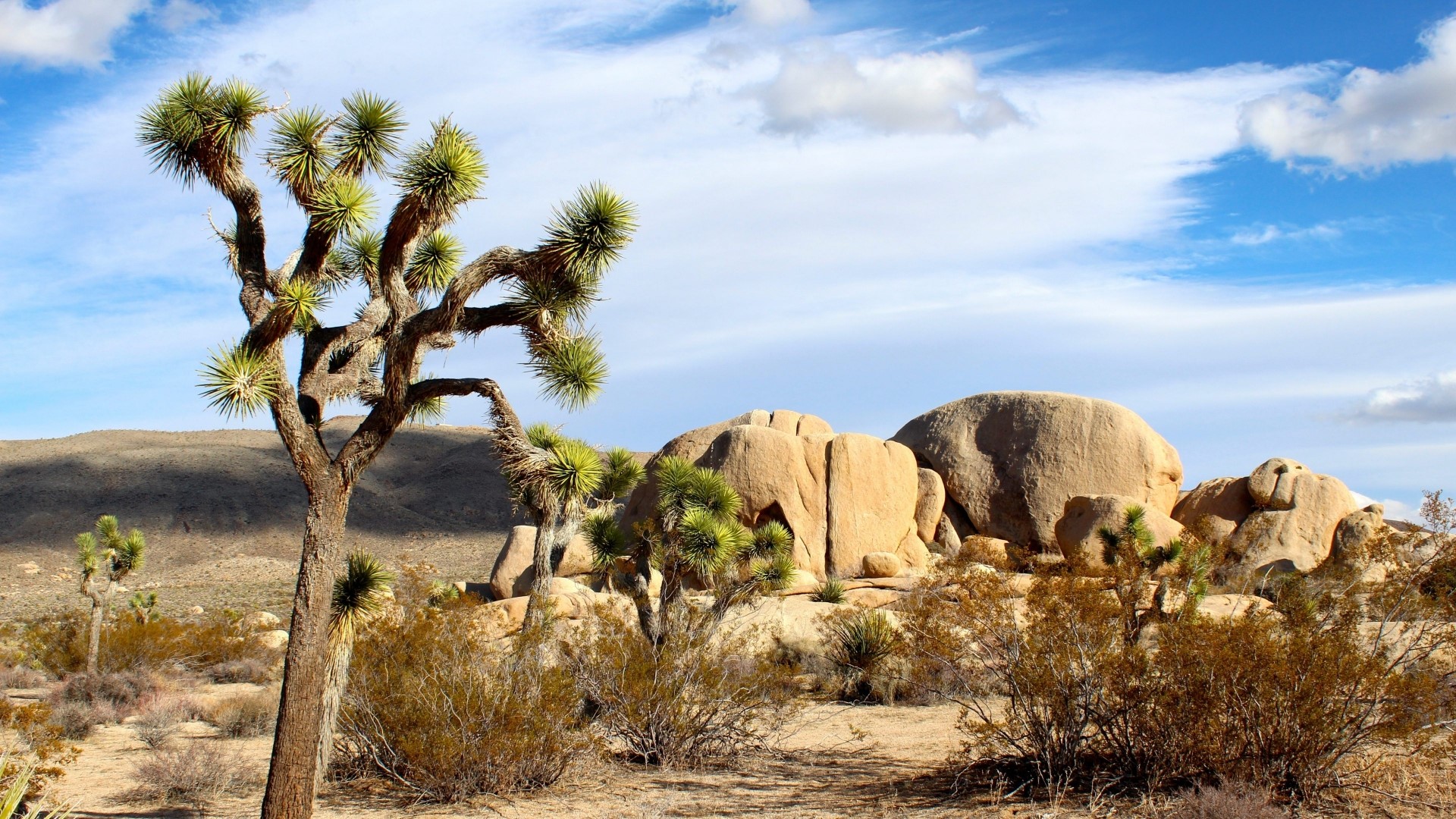 Joshua Tree National Park Landscape HD Wallpaper