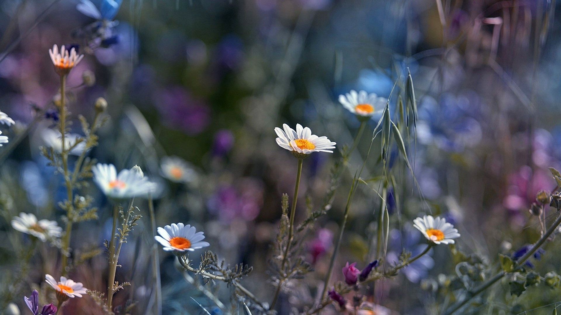 Field of white daisies with purple and blue wildflowers HD Wallpaper