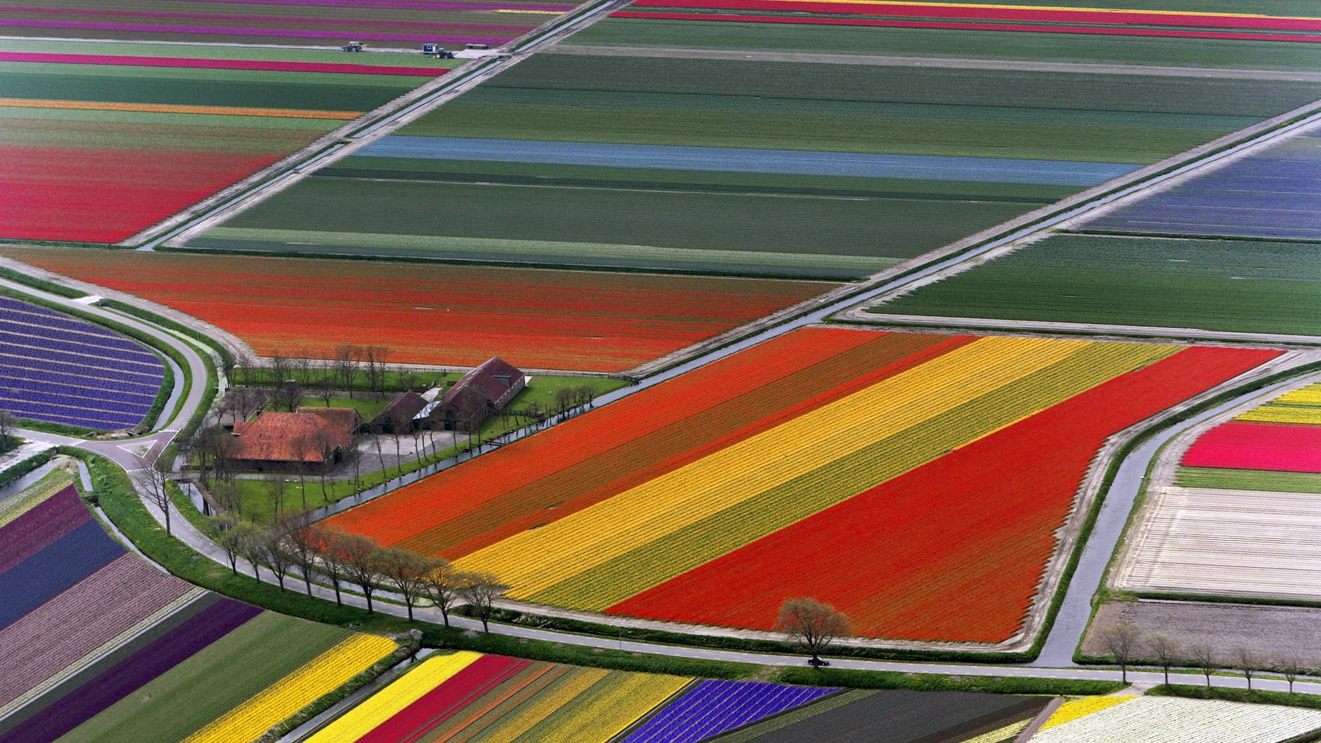 Aerial View of Tulip Fields in the Netherlands HD Wallpaper