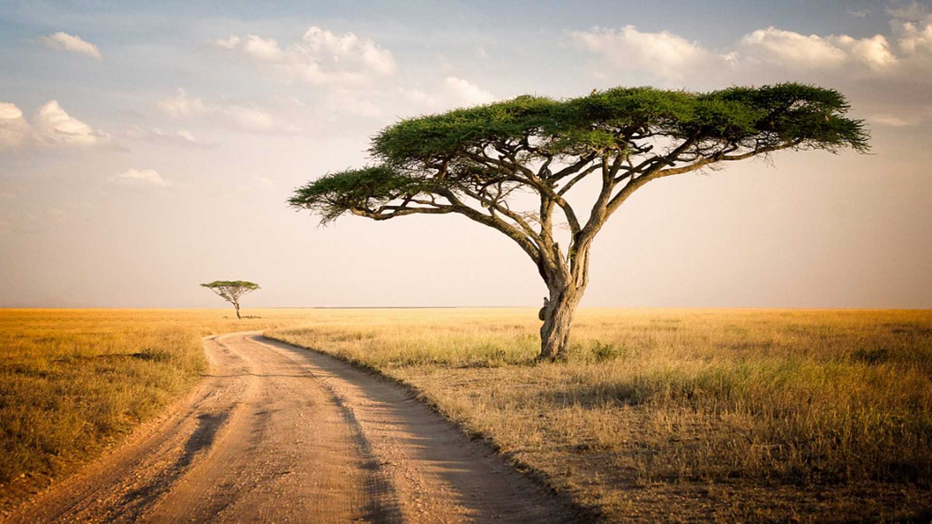 Serengeti Park Tanzania Acacia Tree Road HD Wallpaper