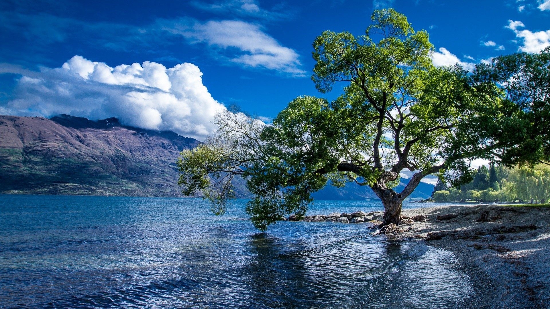 Lake Wakatipu with Mountains and Tree HD Wallpaper