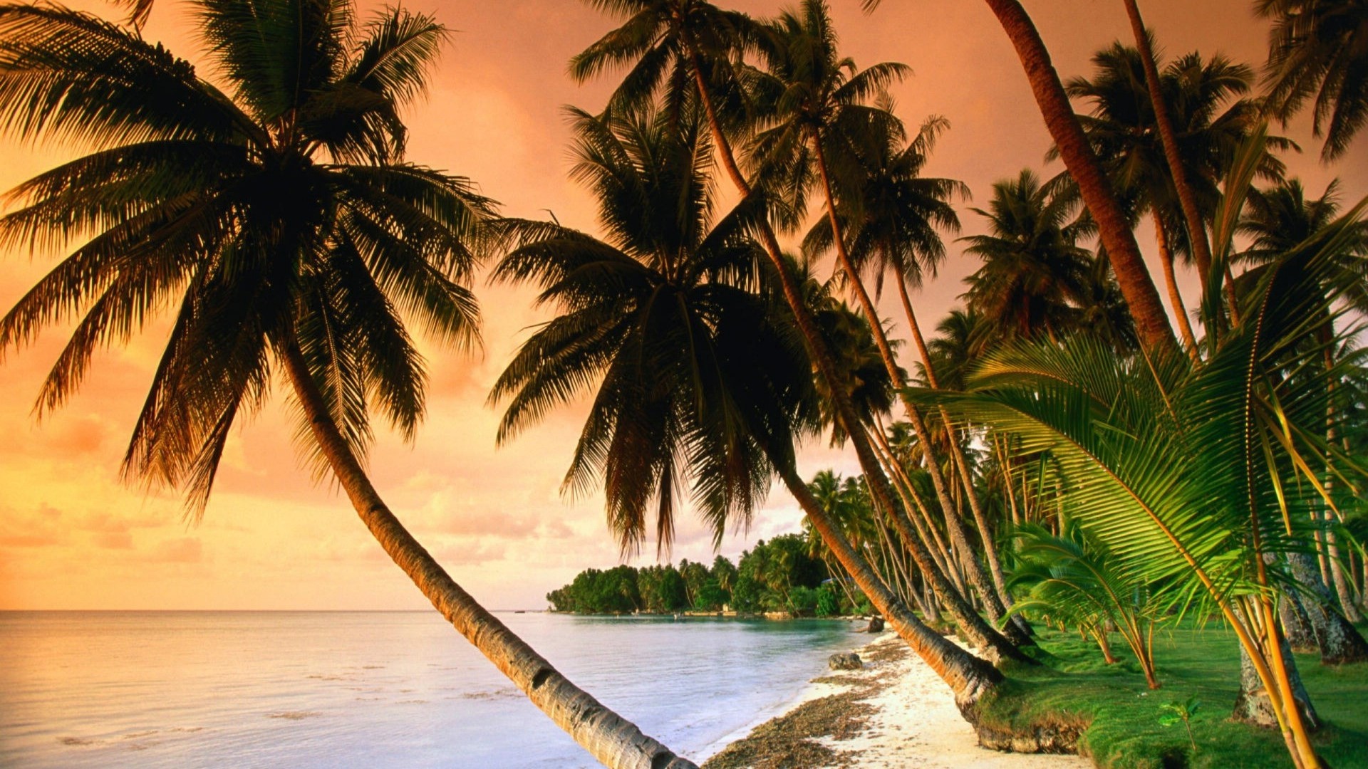 Tropical beach with palm trees at sunset HD Wallpaper