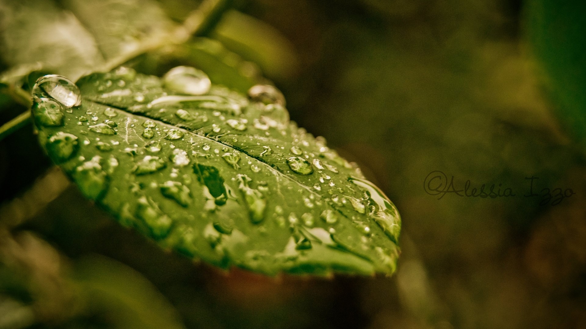 Leaf with water drops and signature HD Wallpaper