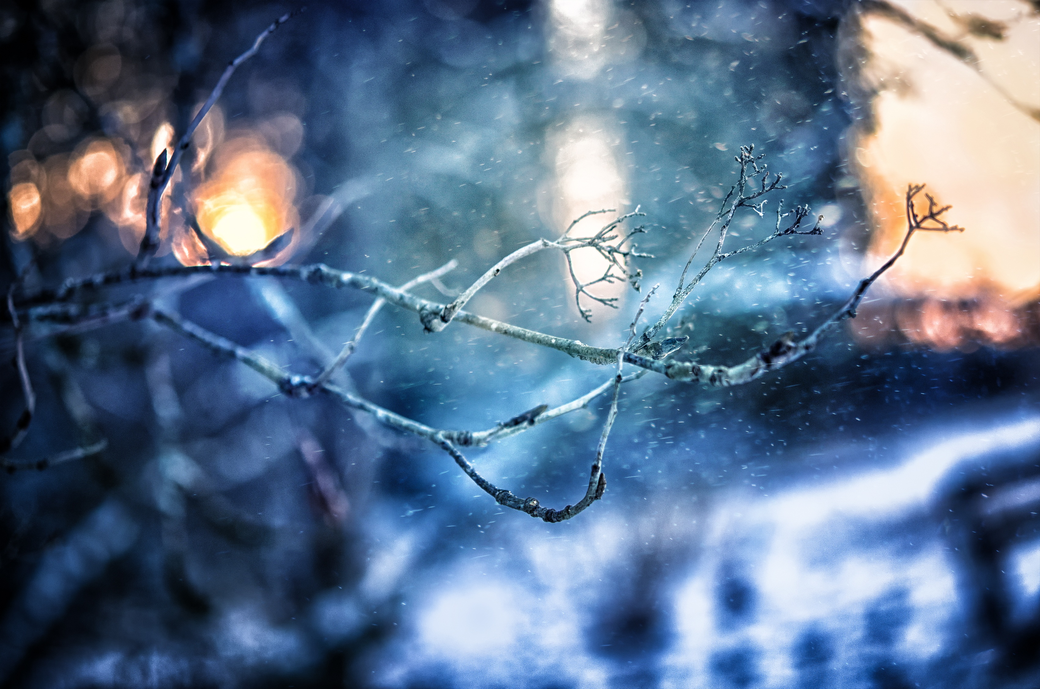 Bare tree branches in winter with falling snow HD Wallpaper