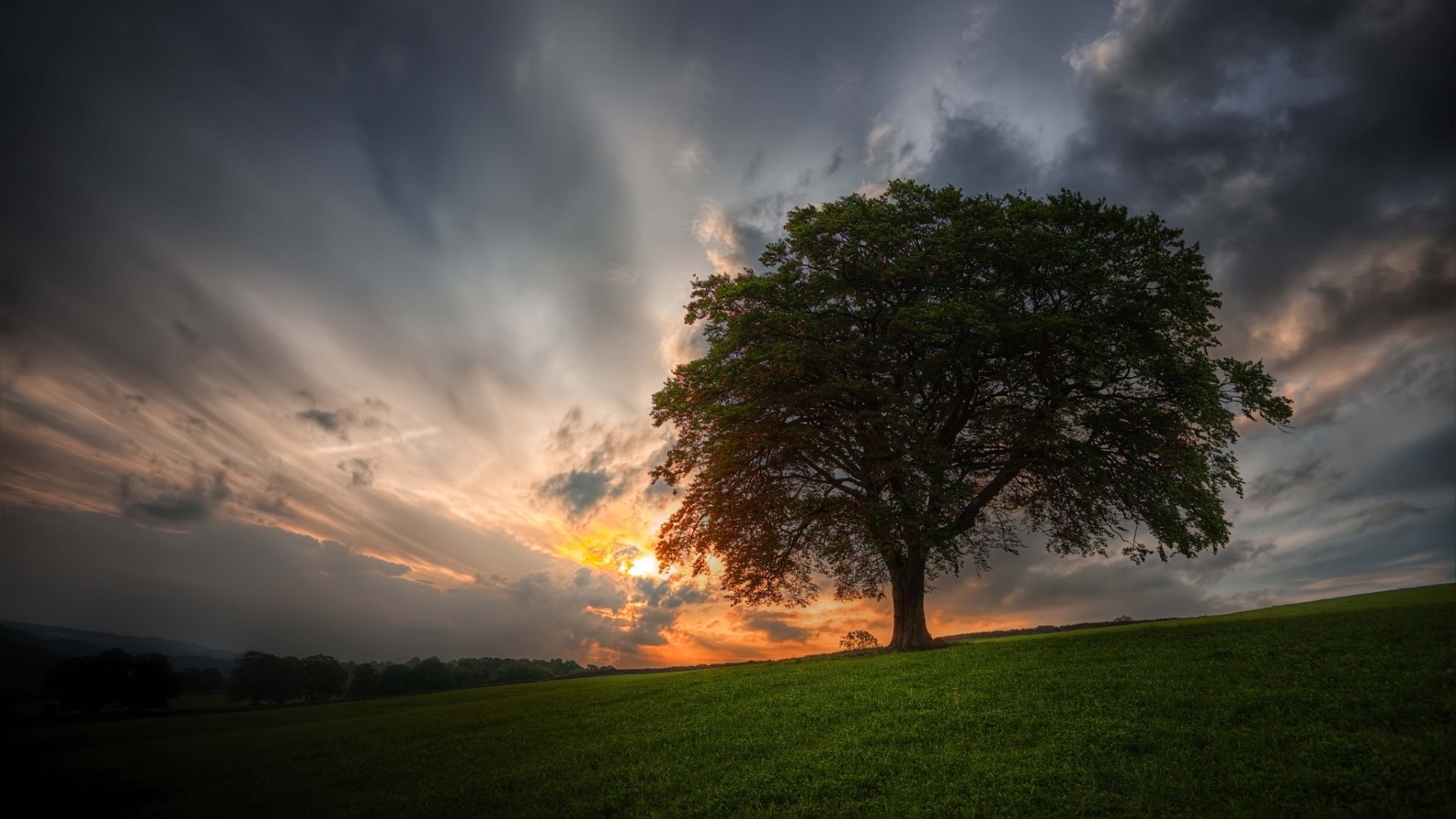 Tree on a grassy hill at sunset HD Wallpaper