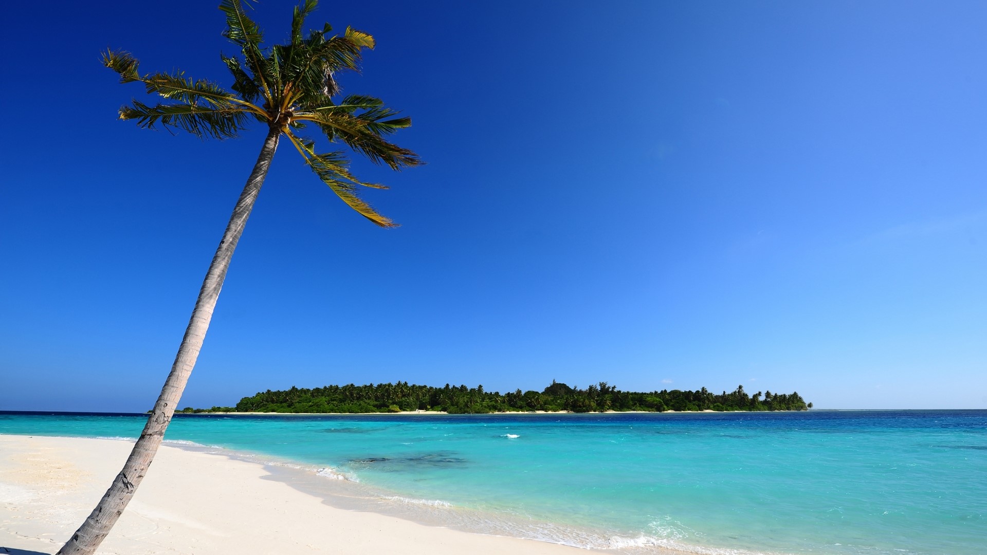 Maldivian Beach with Palm Tree and Island HD Wallpaper