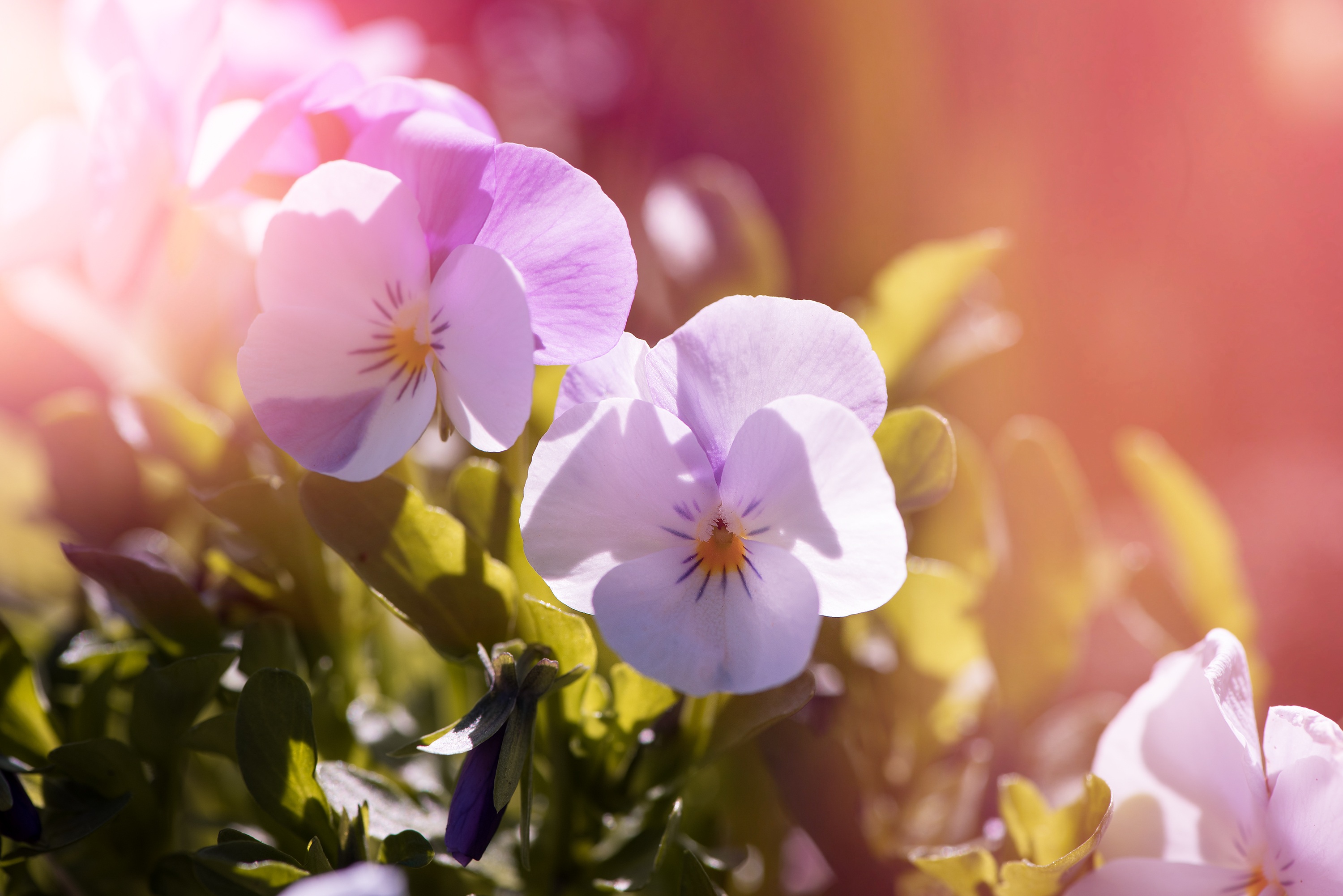 Close-up of Pansy Flowers in a Garden HD Wallpaper