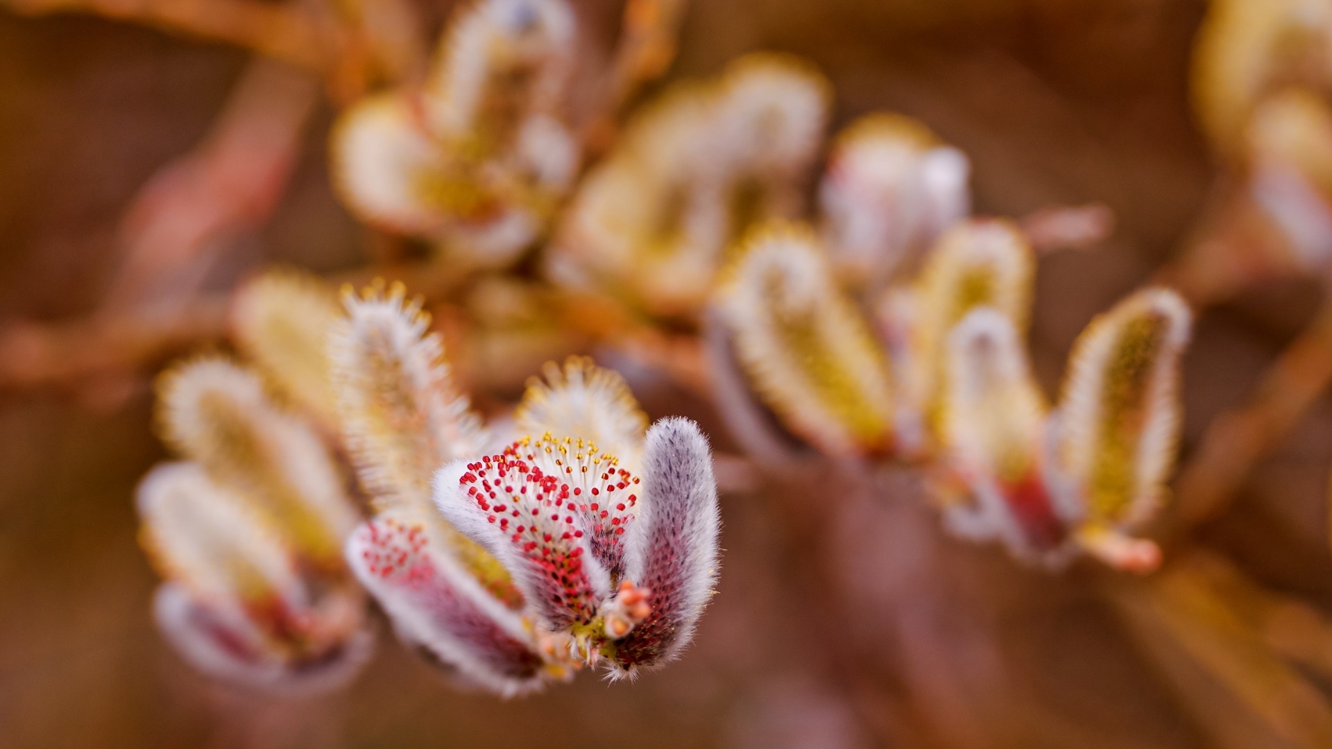 Close-up of Pussy Willow Catkins HD Wallpaper