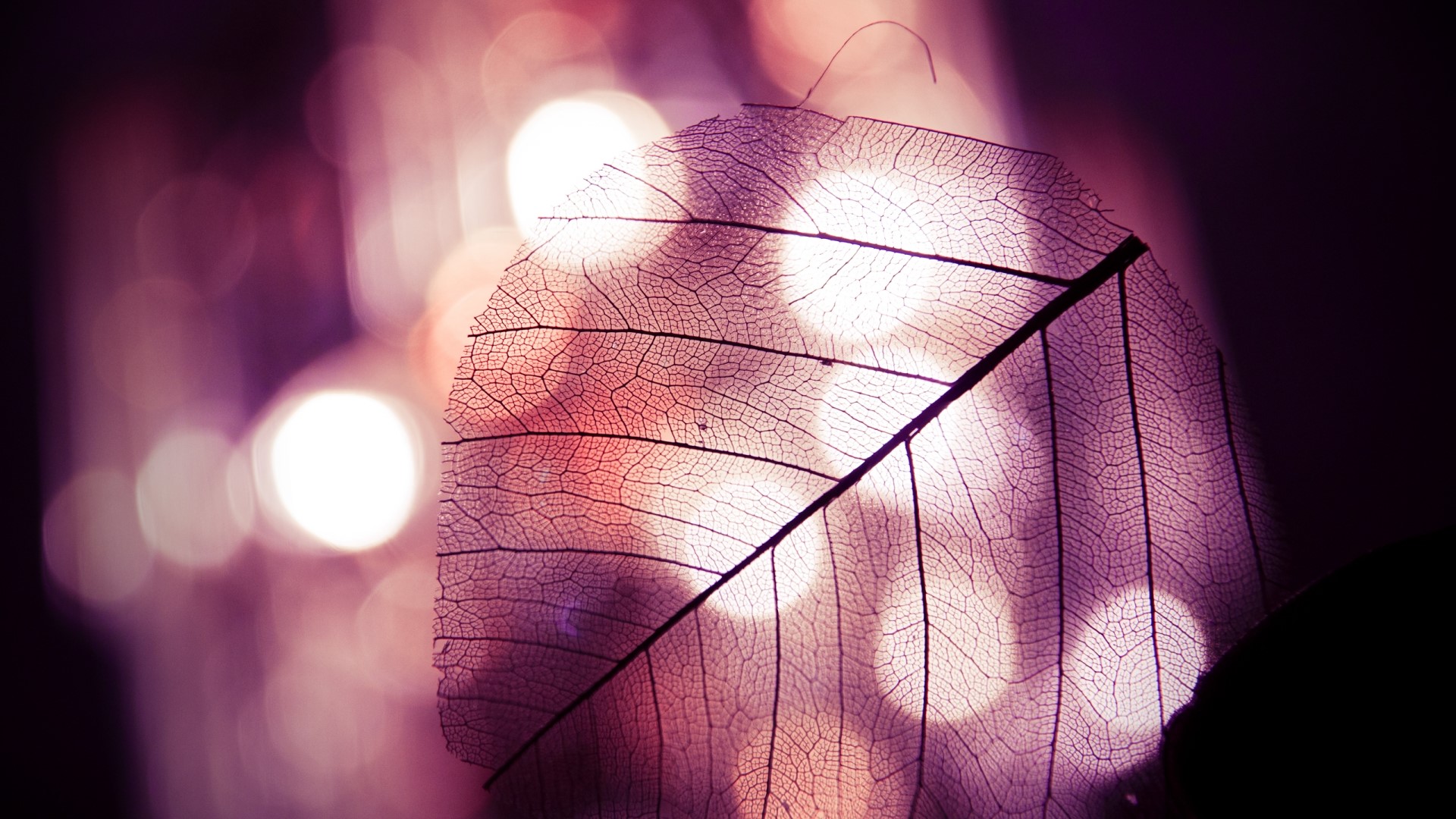 Skeletonized leaf with bokeh background HD Wallpaper