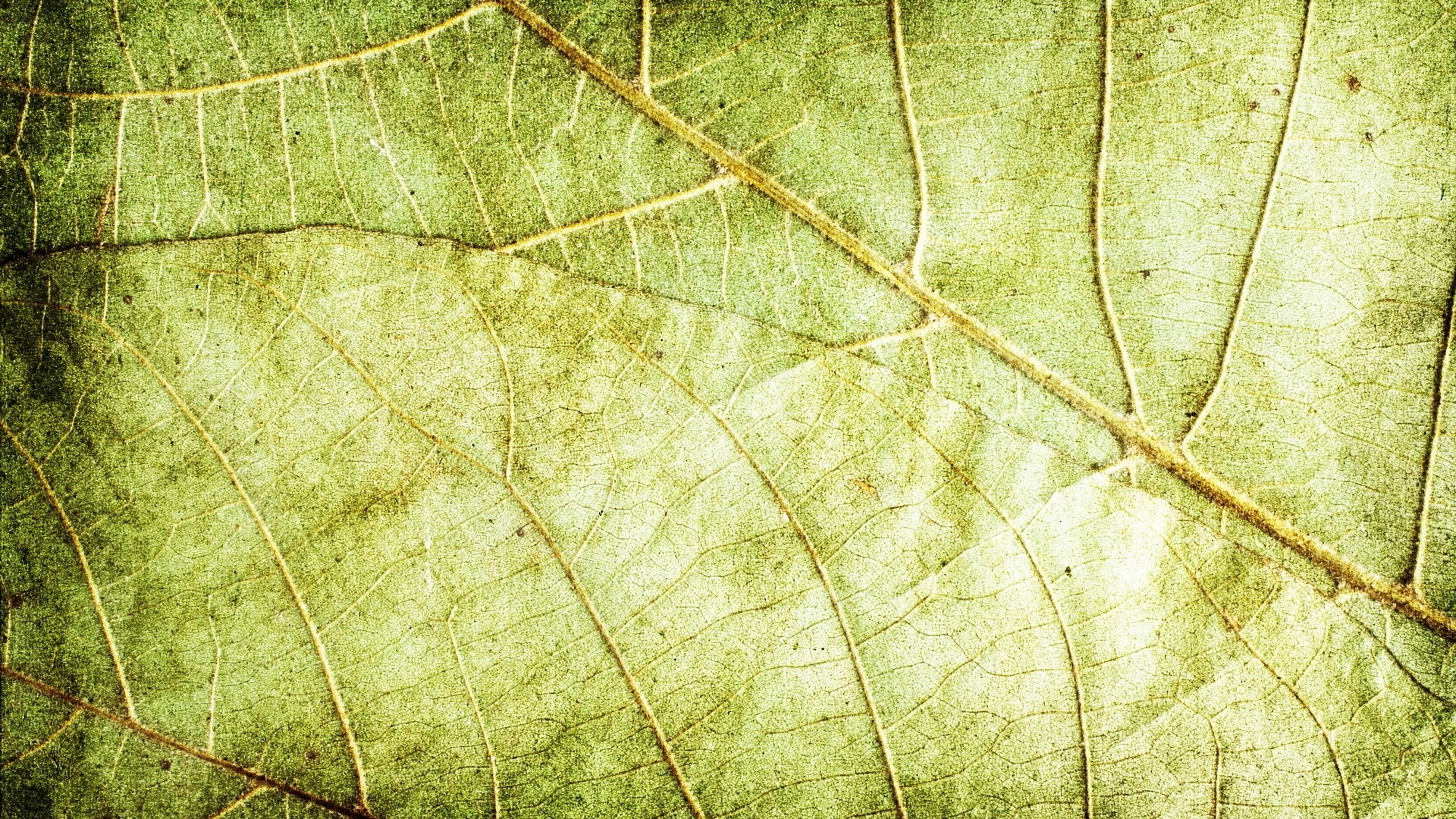 Close-up of a green leaf with visible veins HD Wallpaper
