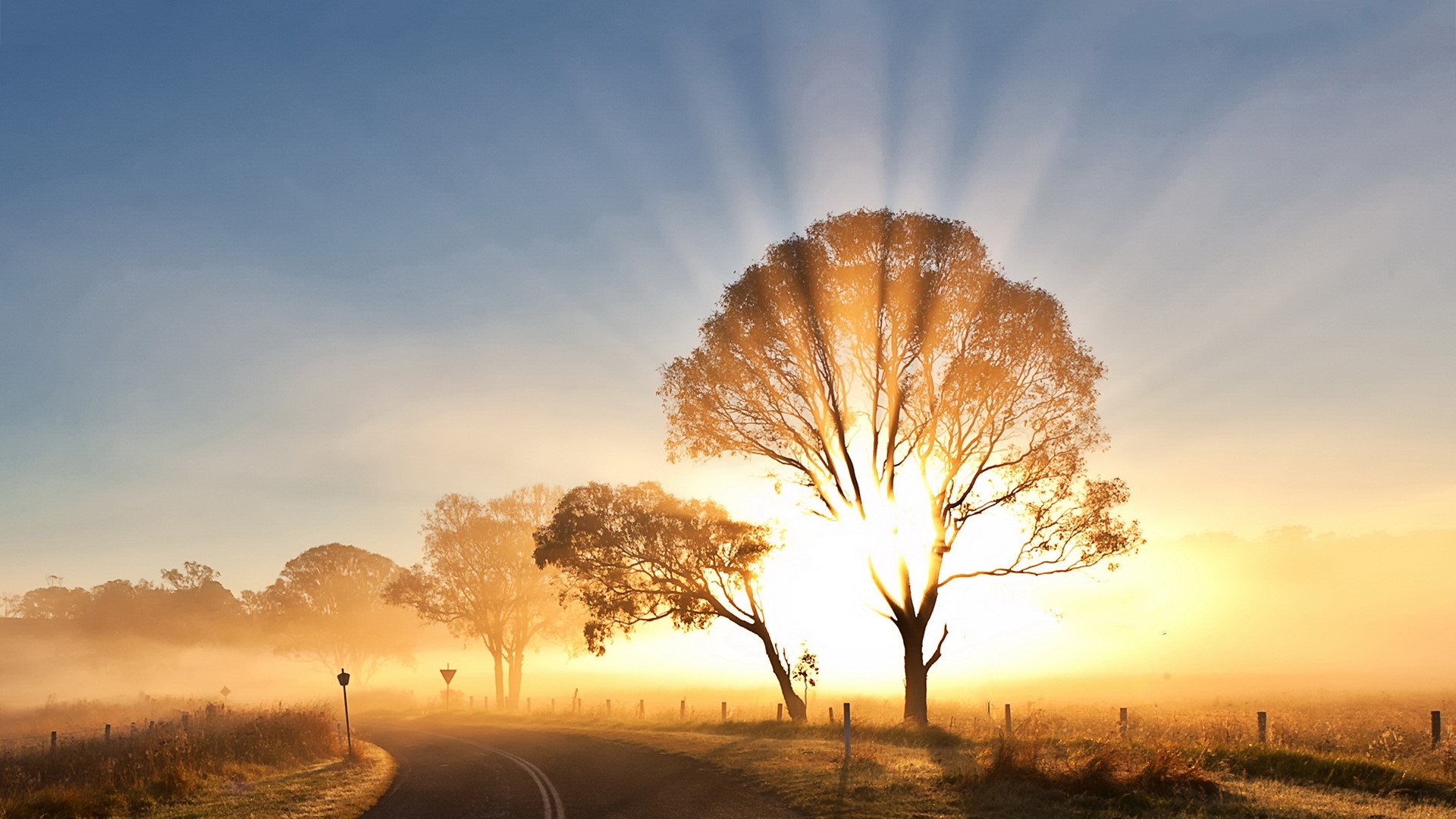 Sunrise over a misty road with trees HD Wallpaper
