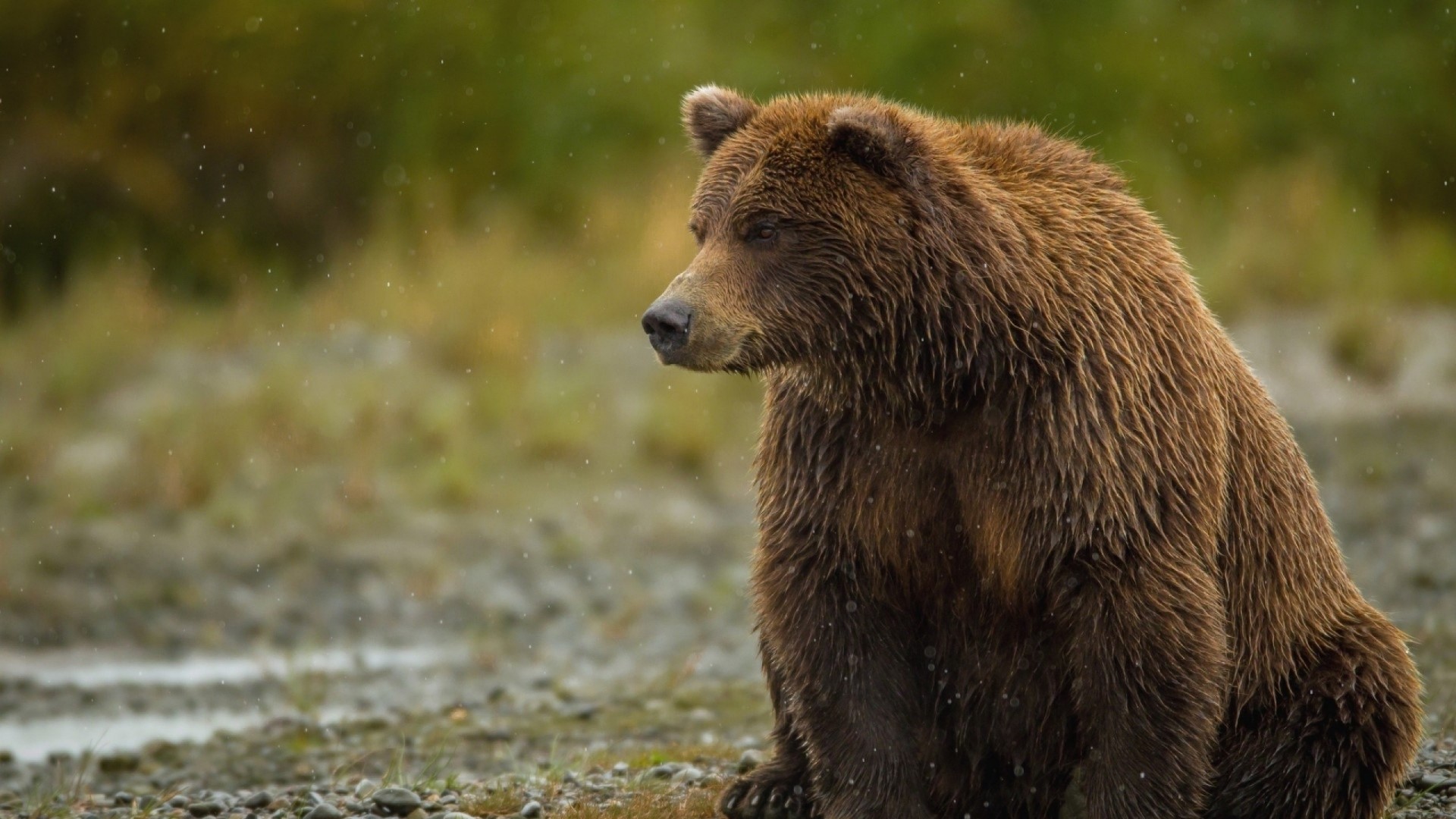 Brown bear sitting in a natural environment HD Wallpaper