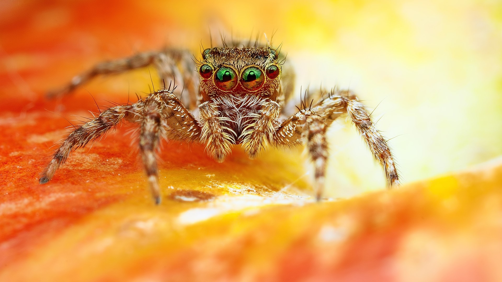 Close-up of a jumping spider HD Wallpaper