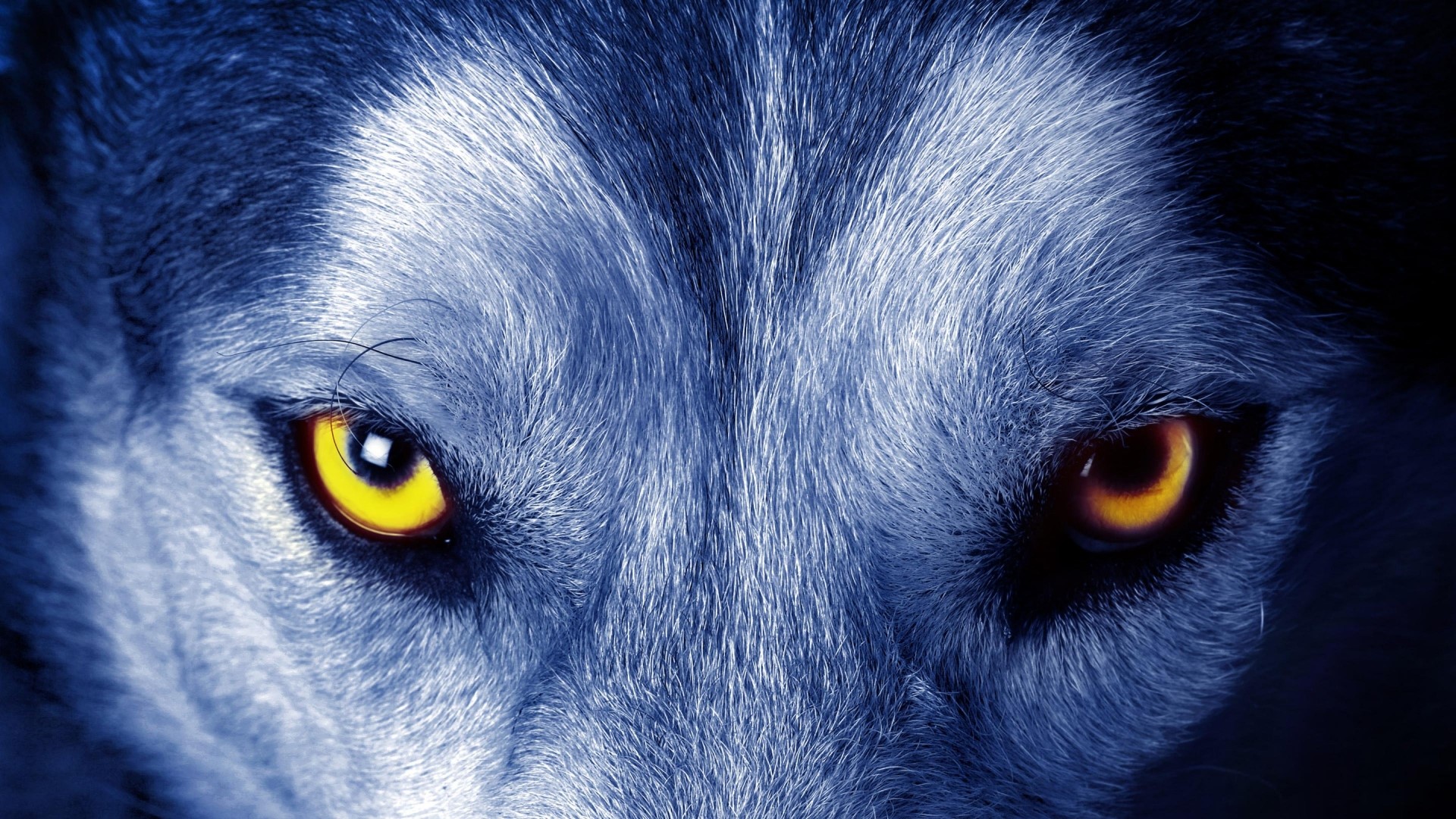 Close-up of a wolf's intense eyes HD Wallpaper