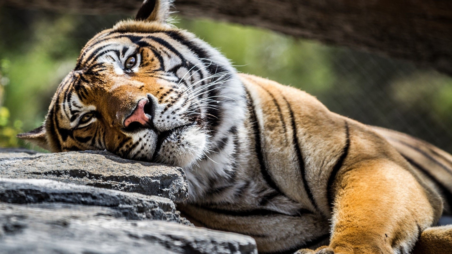 Tiger resting on rocks HD Wallpaper
