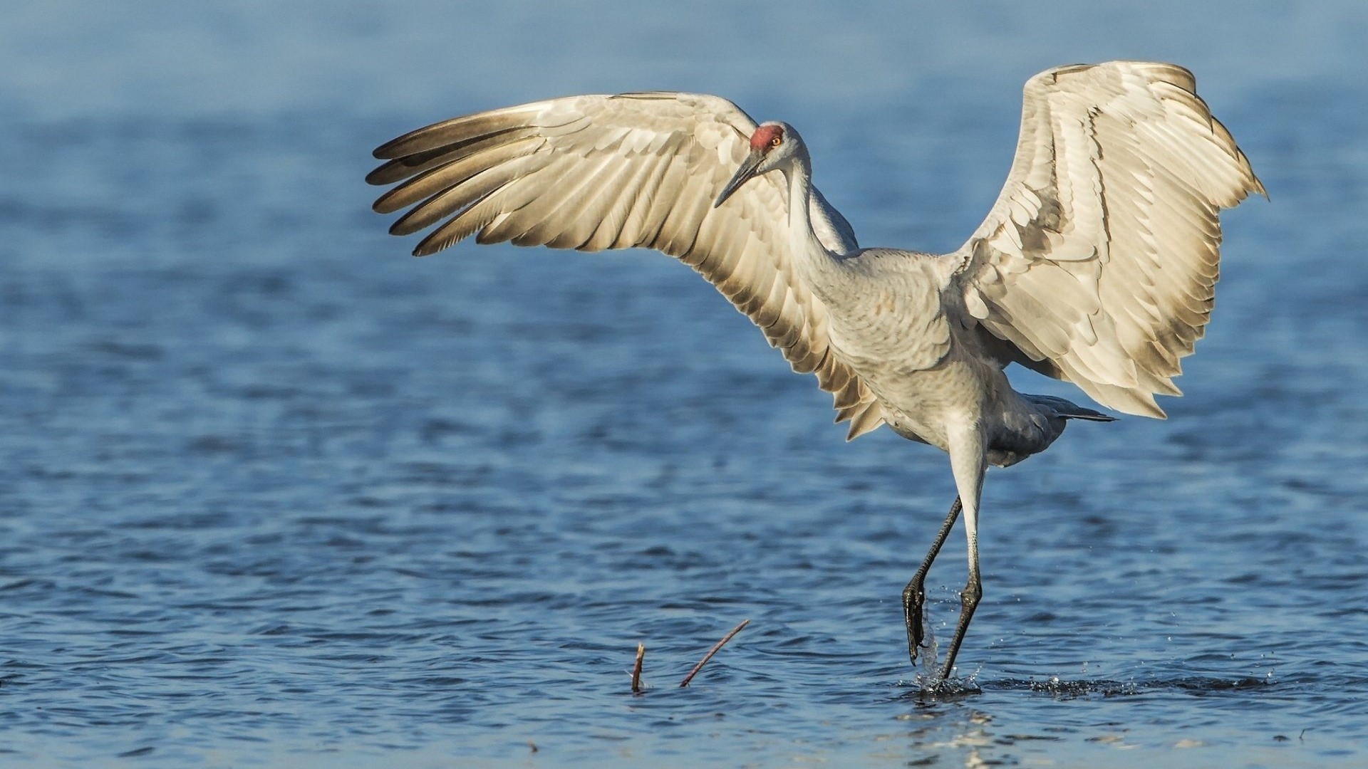 Sandhill Crane Bird HD Wallpaper