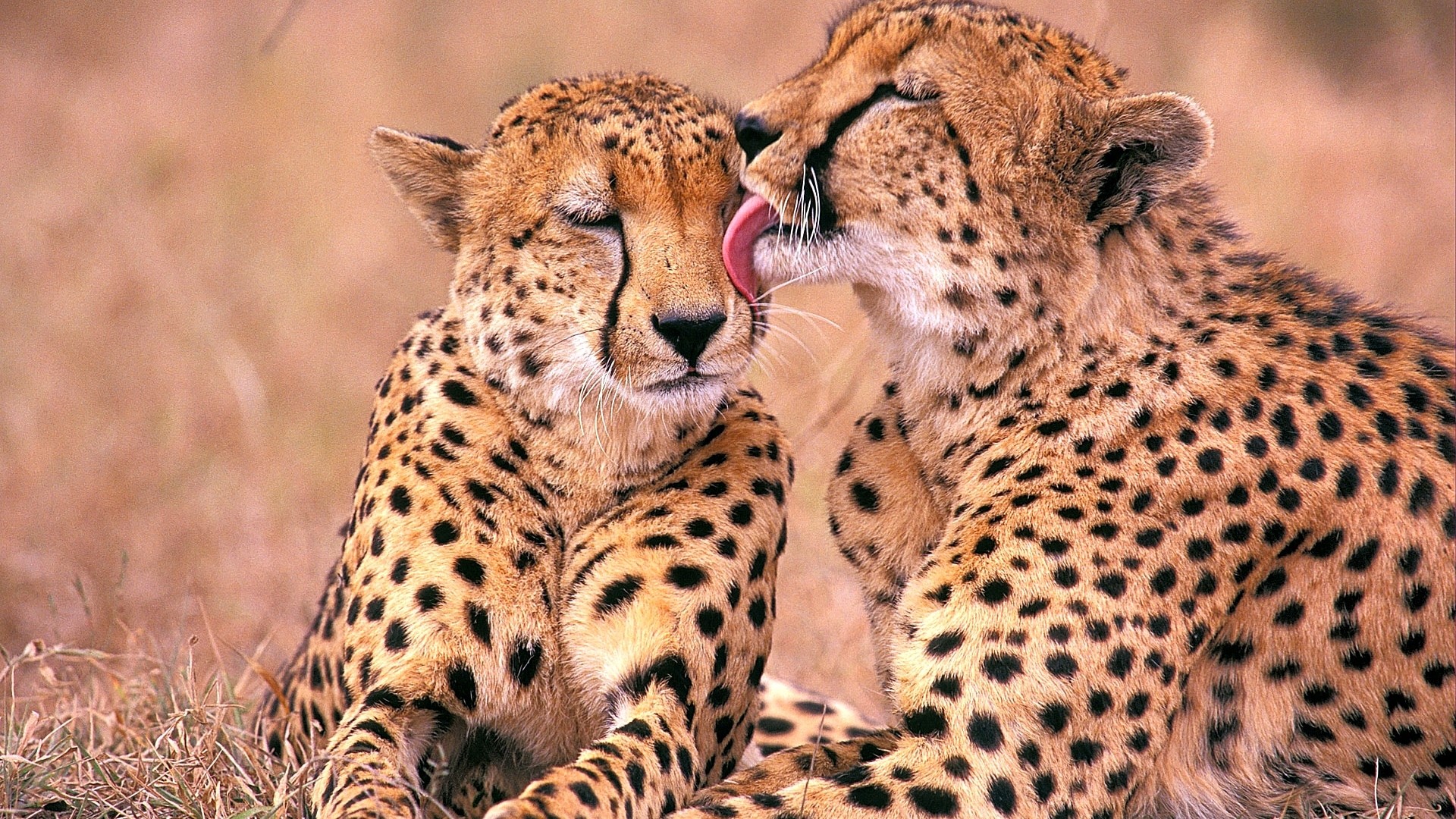Two Cheetahs Grooming Each Other in Grass HD Wallpaper