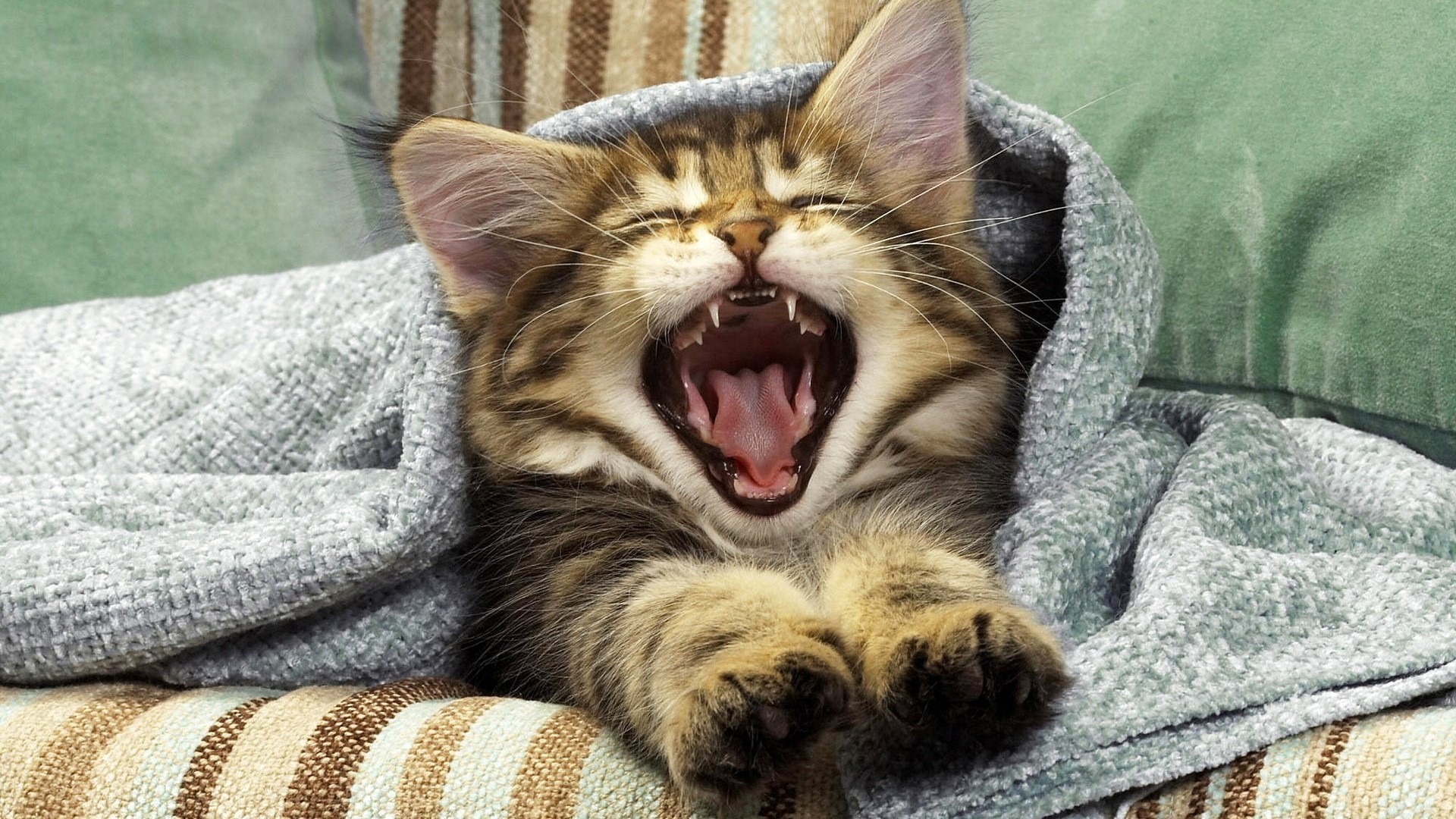 Kitten yawning wrapped in a blanket HD Wallpaper