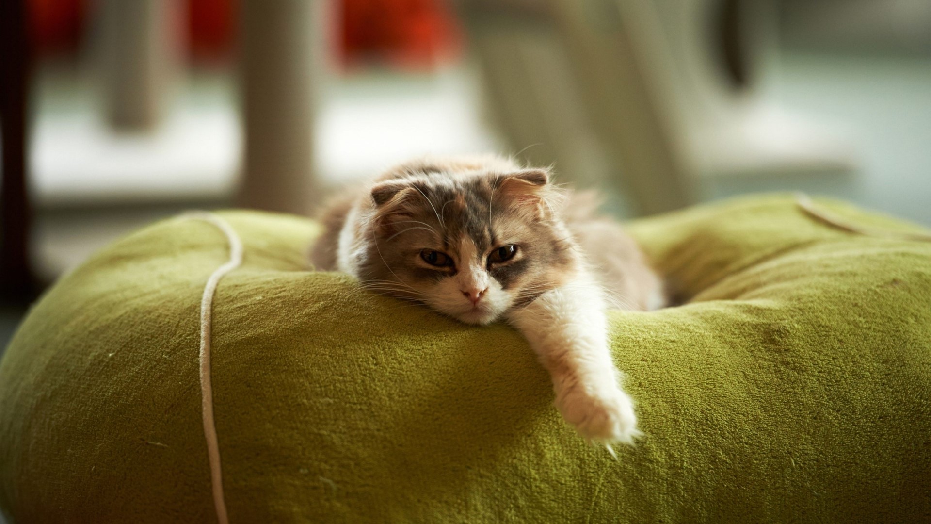 Lazy cat resting on a green cushion HD Wallpaper