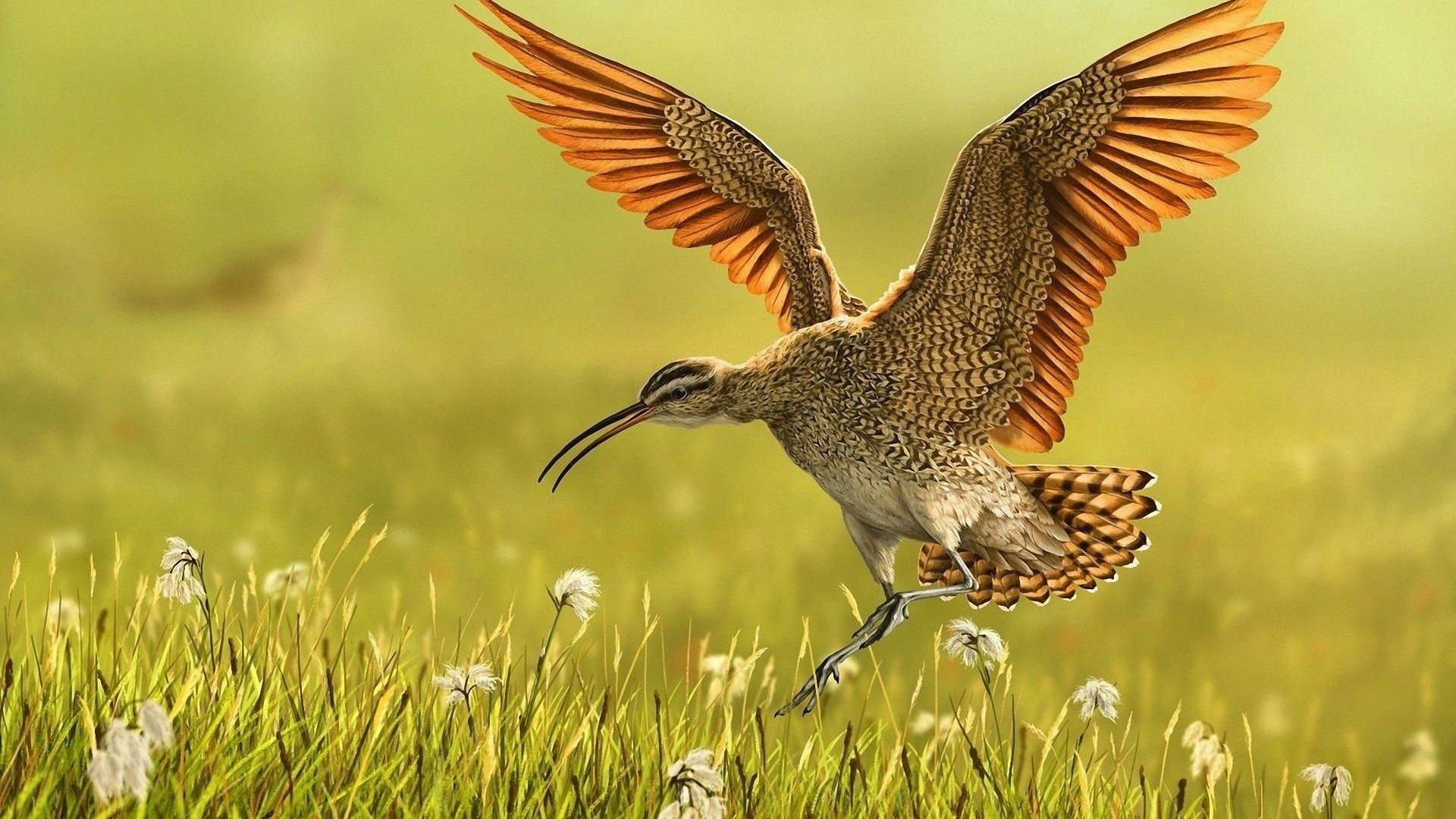 Bird with long beak in flight over grass HD Wallpaper