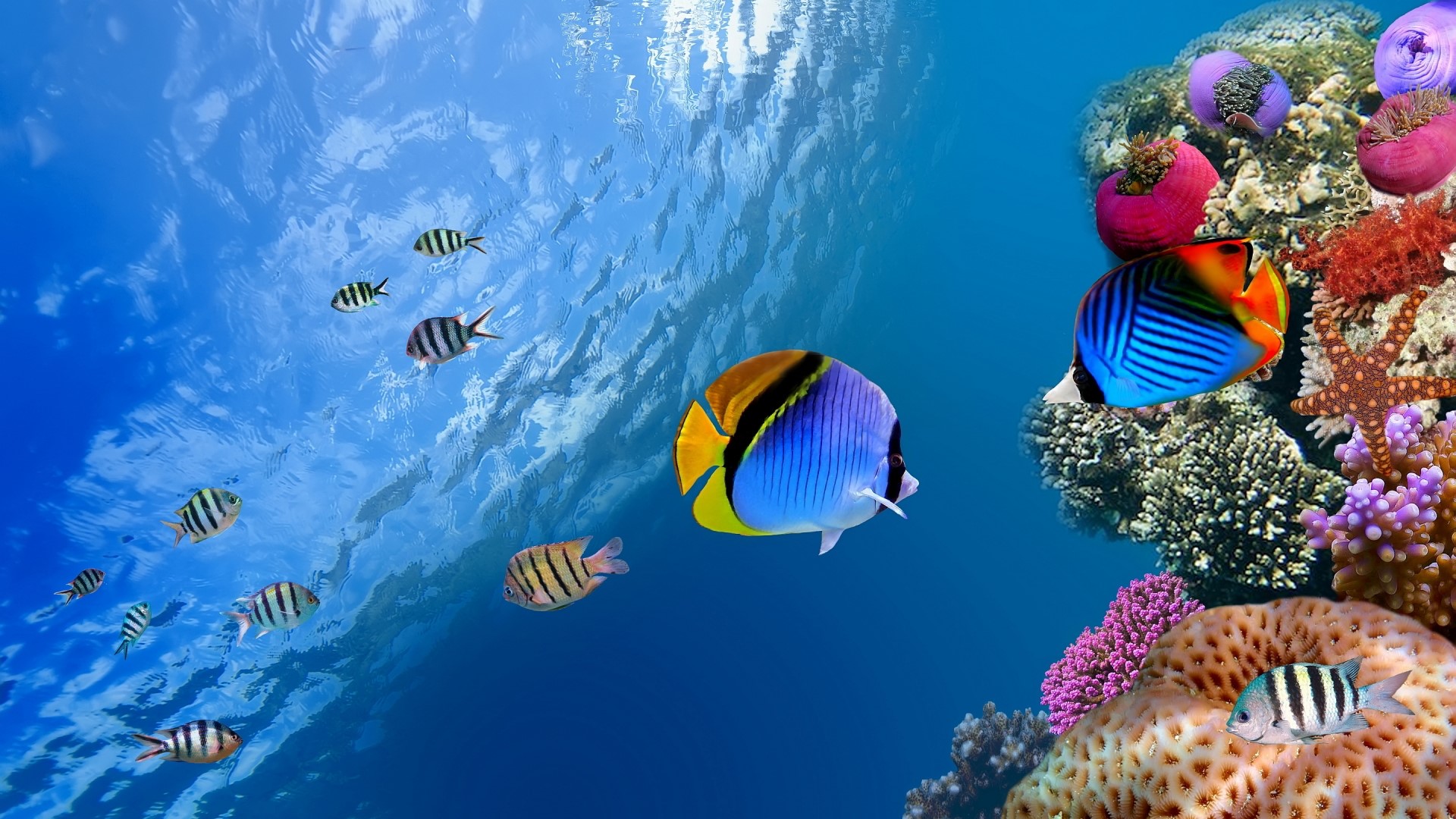 Underwater scene with fish and coral HD Wallpaper