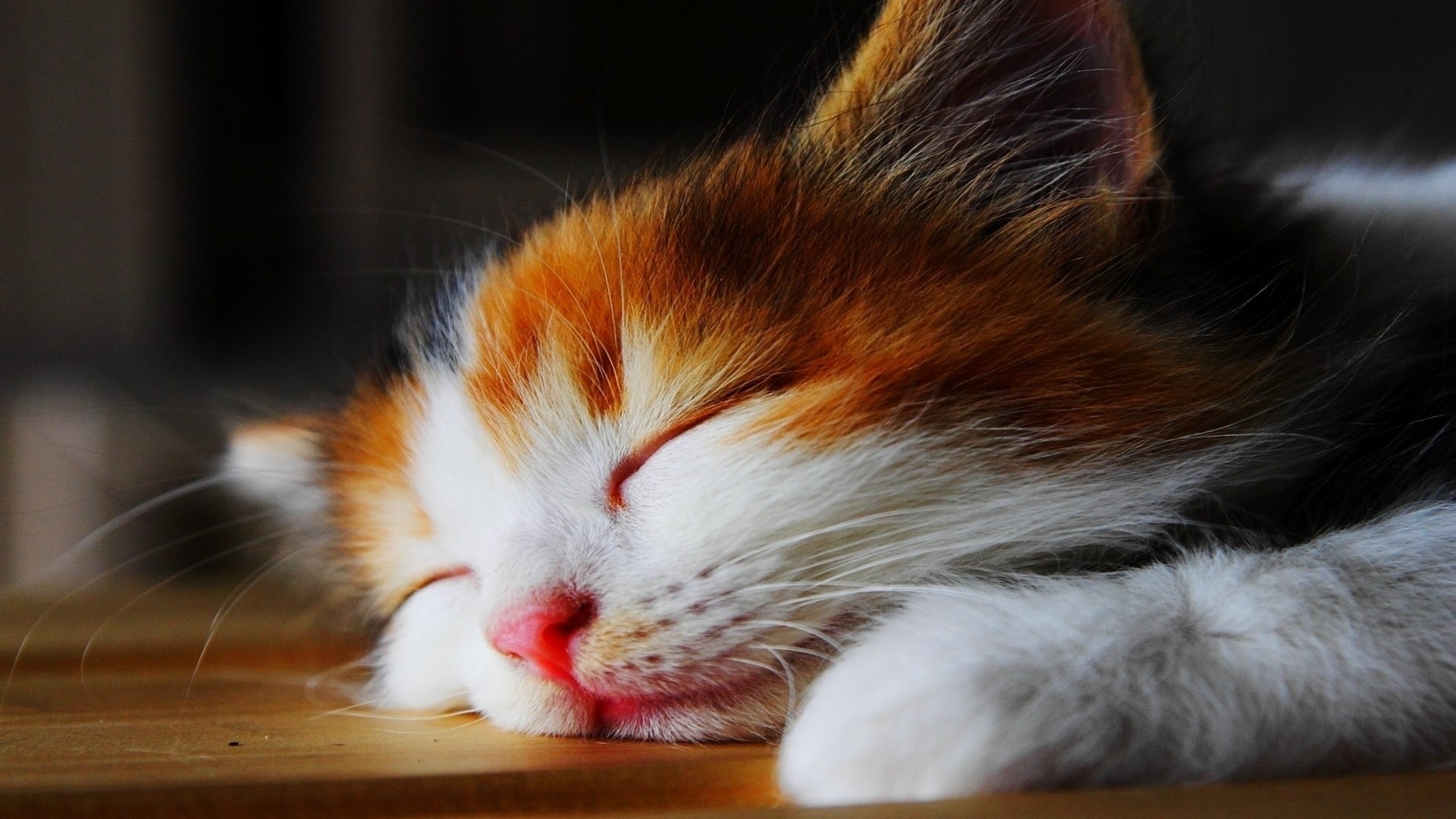 Calico Kitten Sleeping Peacefully HD Wallpaper