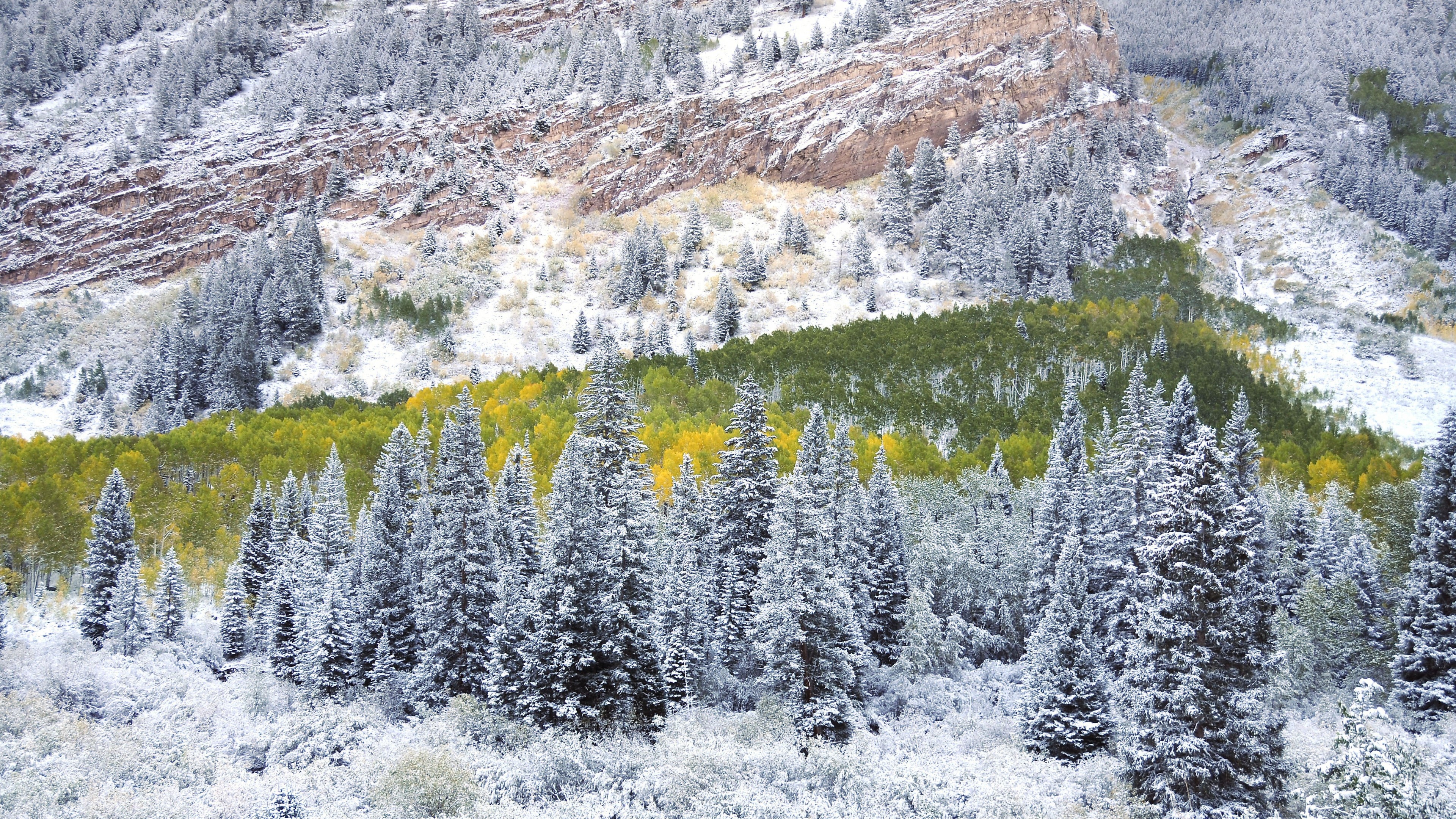 Snow-covered evergreen trees on a mountainside with autumn foliage HD Wallpaper
