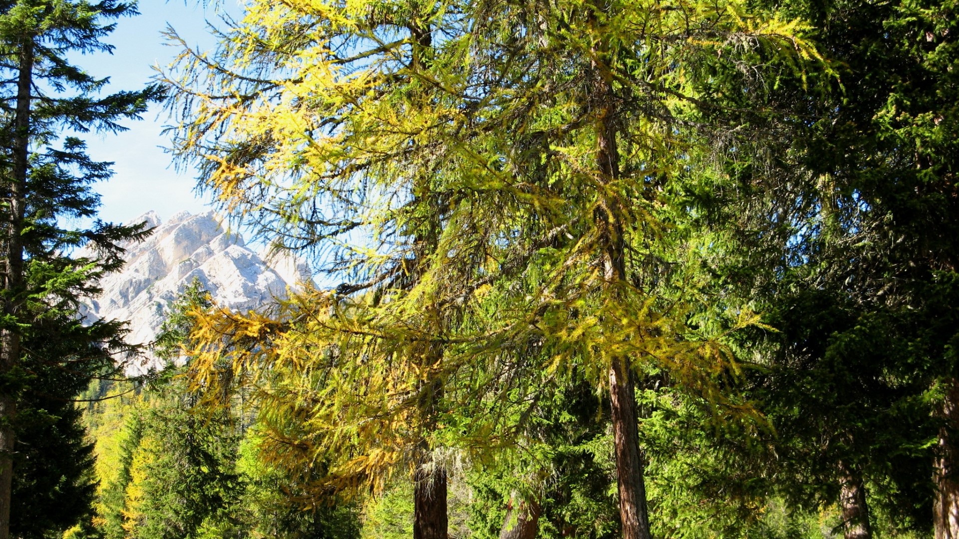 Forest with Mountain Peak HD Wallpaper