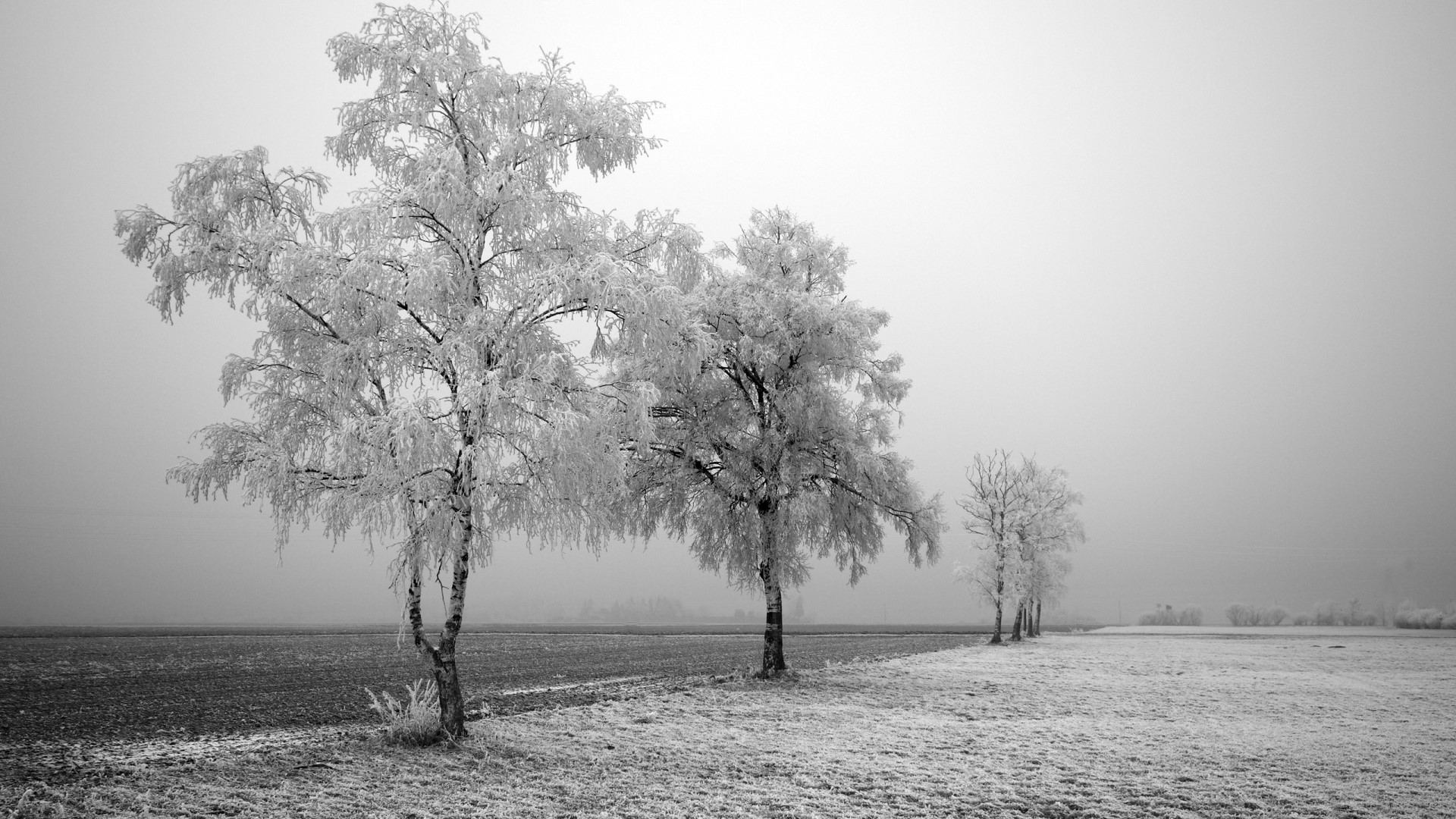 Frozen trees in a misty field HD Wallpaper