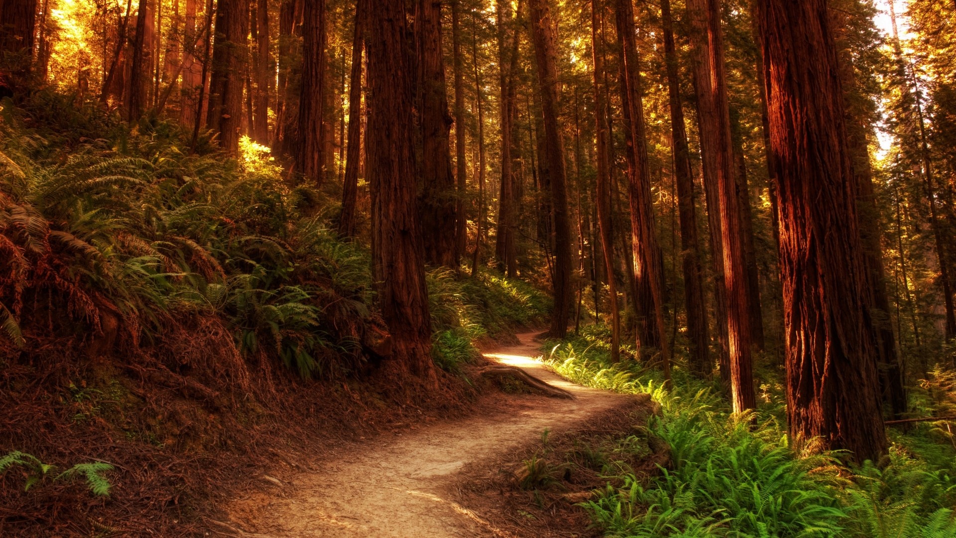 Forest path with redwood trees and ferns HD Wallpaper