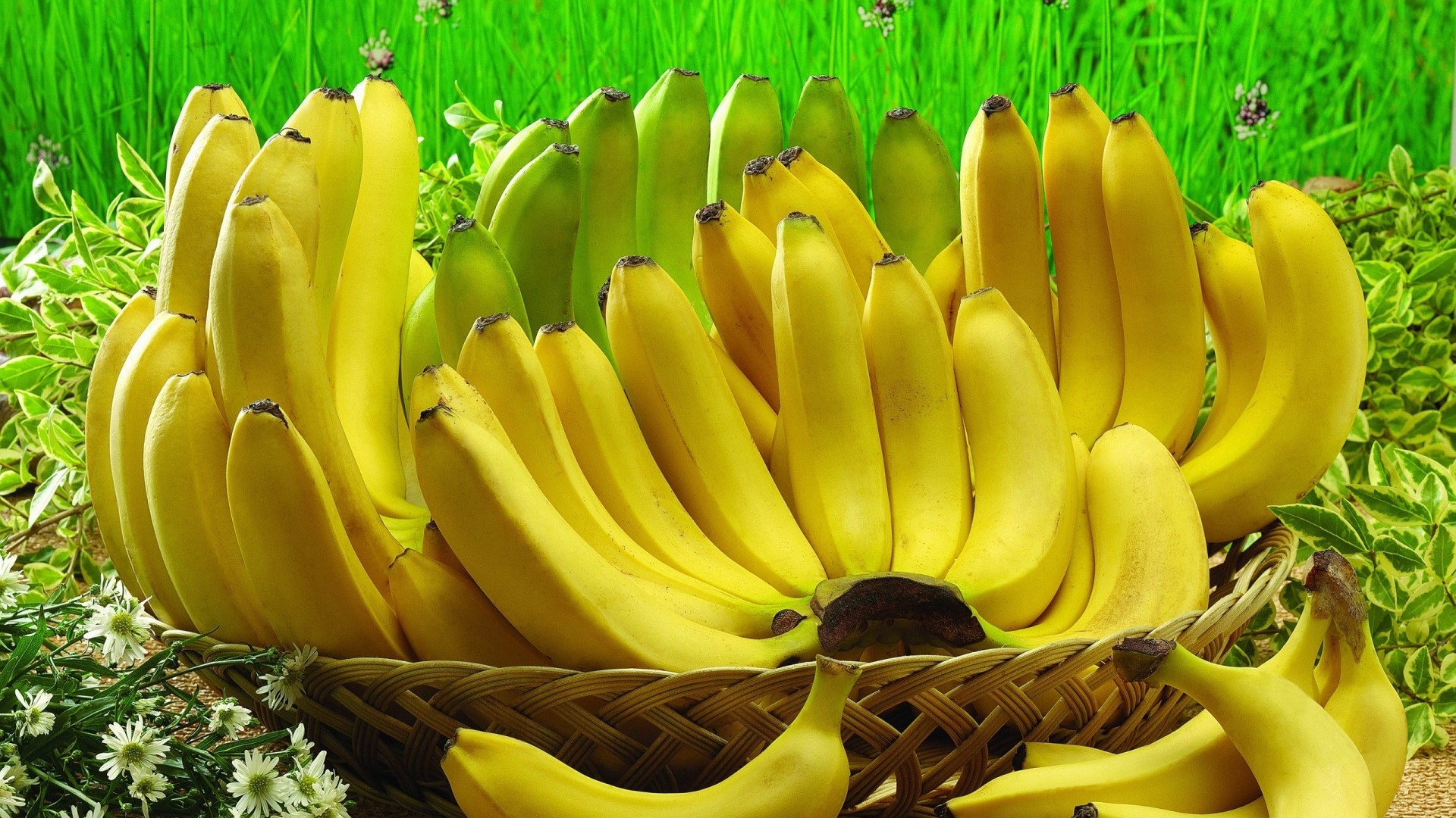Basket of ripe and unripe bananas HD Wallpaper